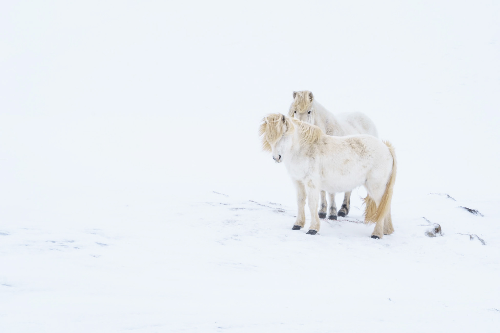 crinière dans les yeux