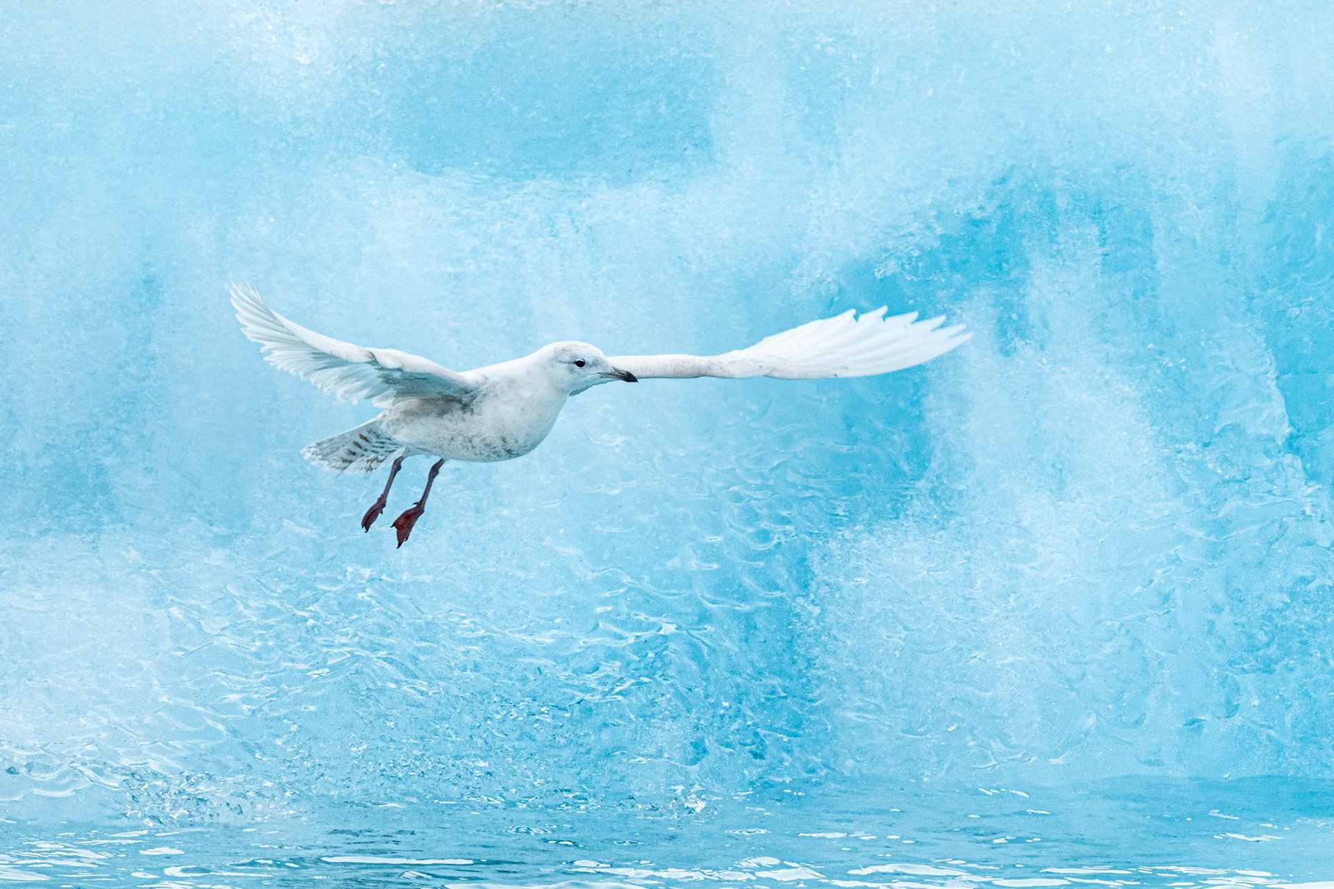 Goëland à ailes blanches