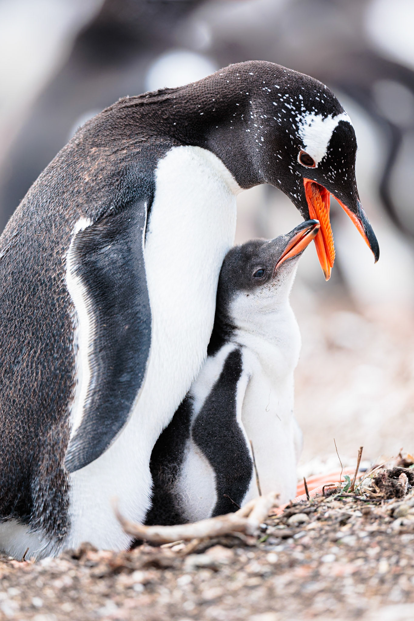 Ile de WEDDEL dans la colonie, Falklande, juvénil et adulte, nourissage