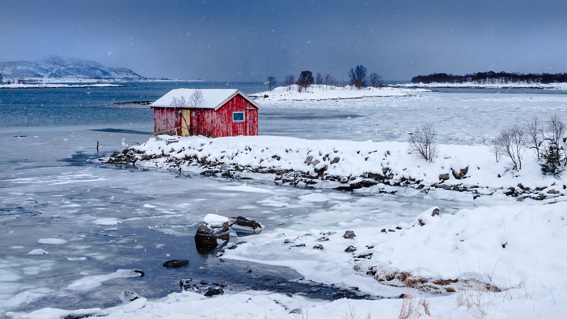 Abrit rouge norvégien