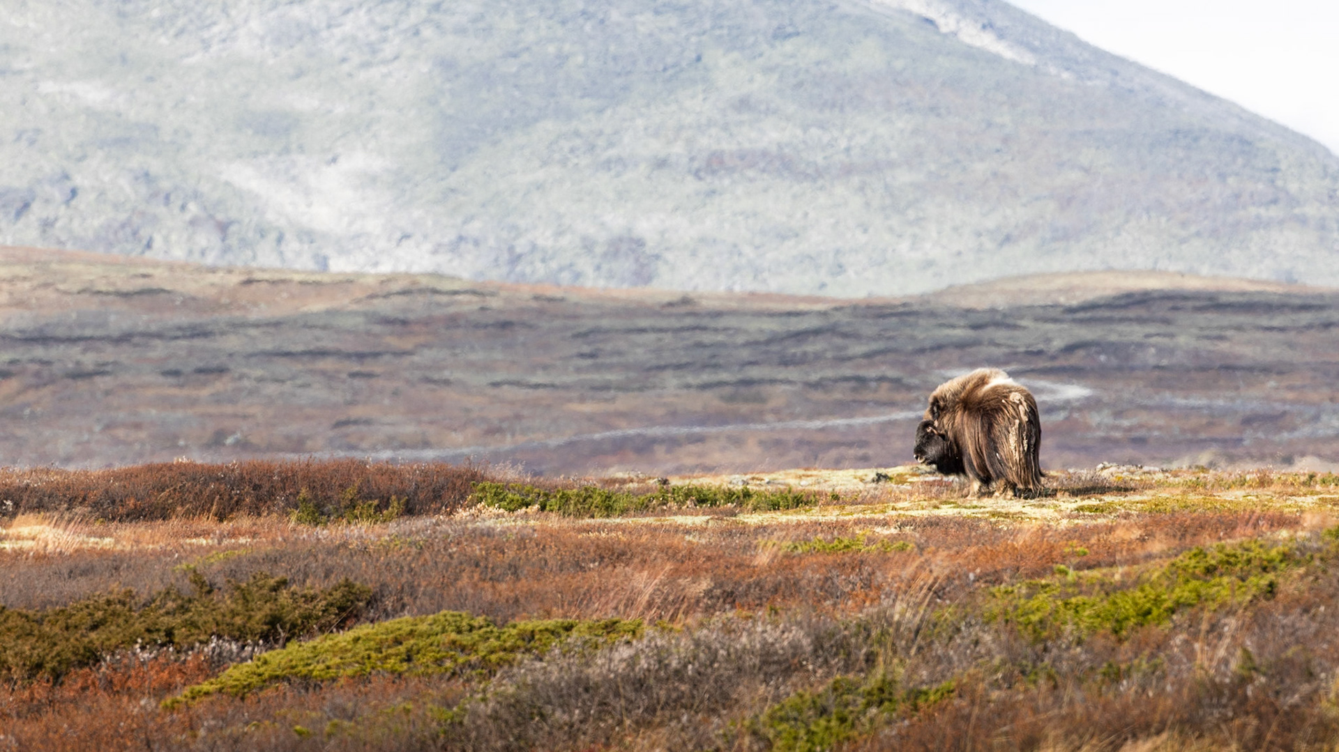 Boeuf musqué au DOVREFJELL Norvège en automne