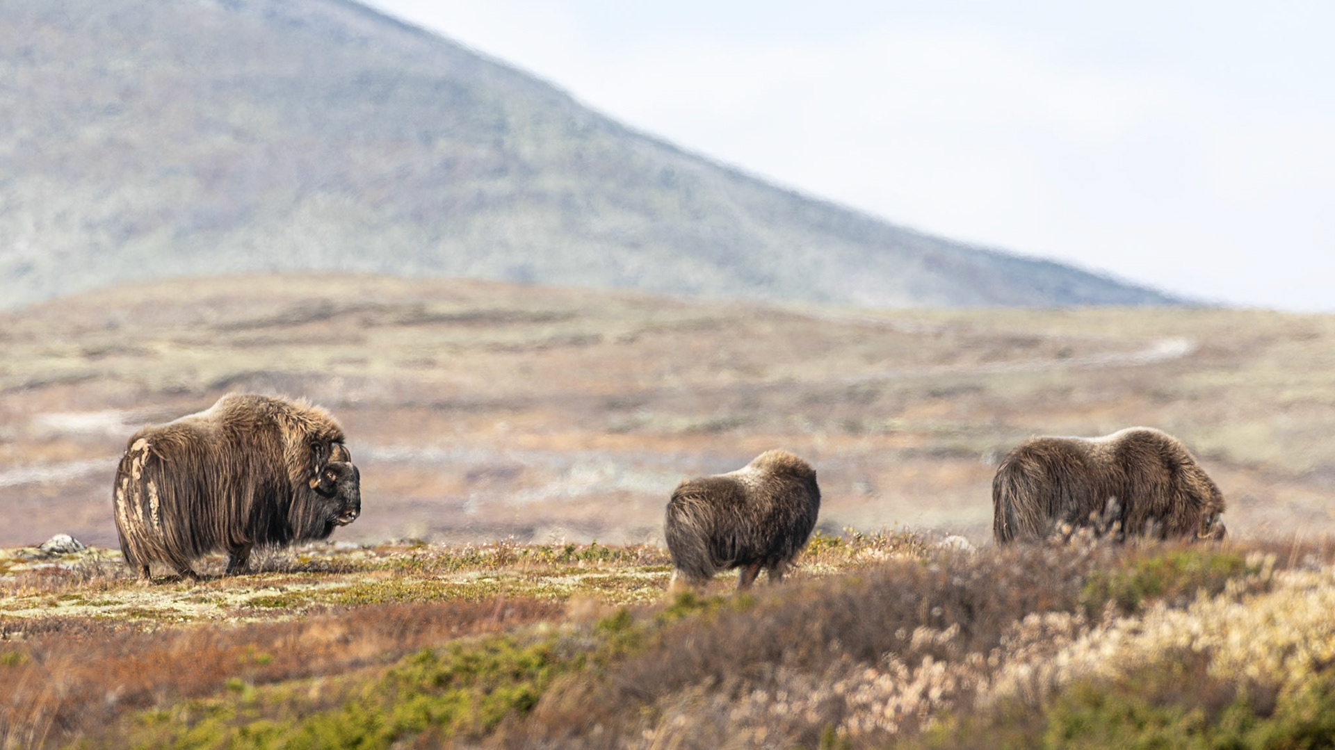 Boeuf musqué au DOVREFJELL Norvège en automne