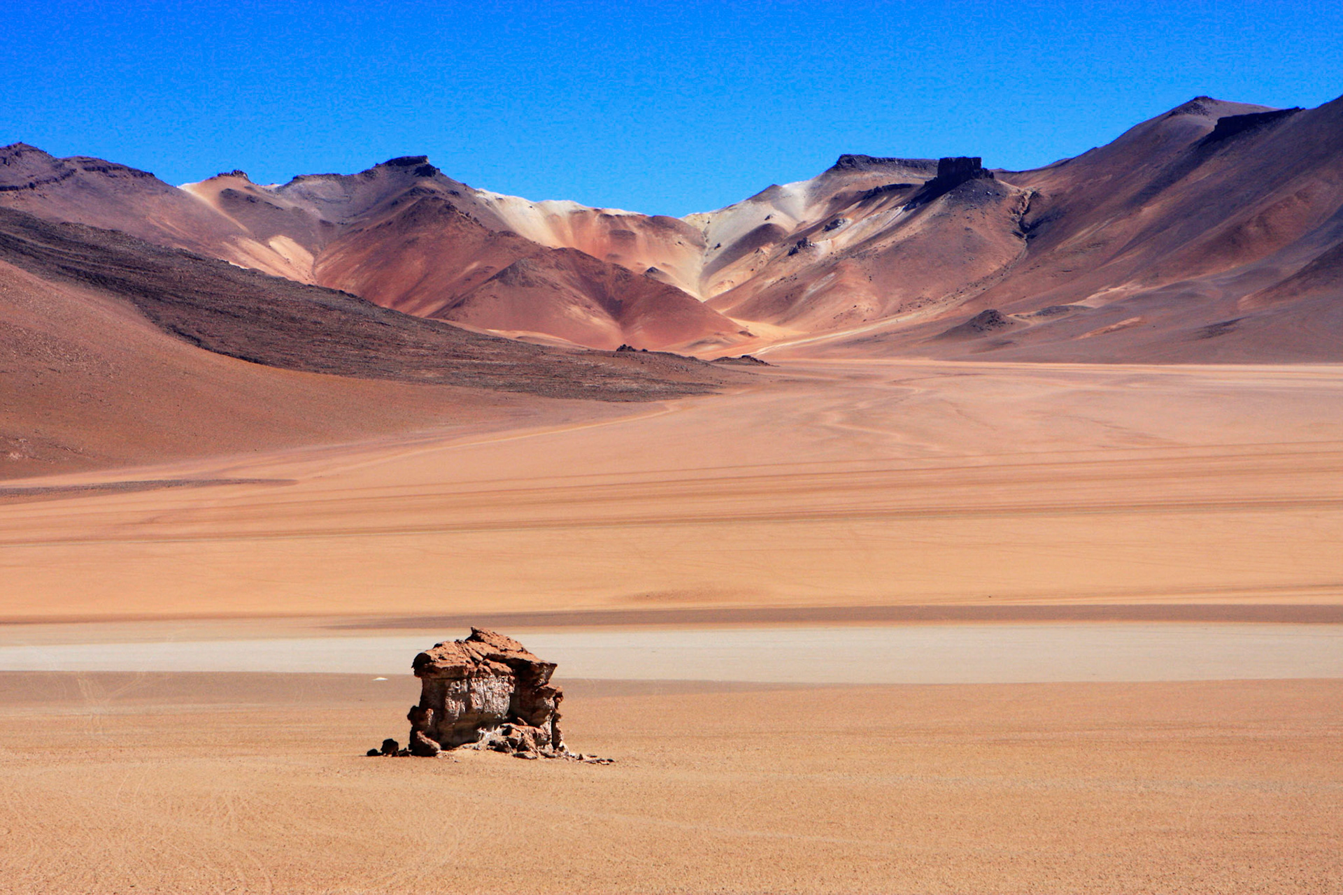 champignon d'Atacama