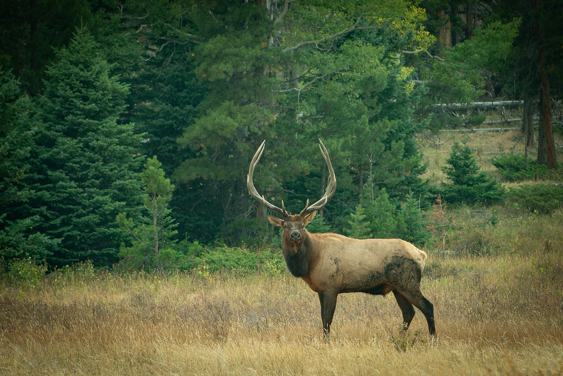 Bull Elk, RMNP