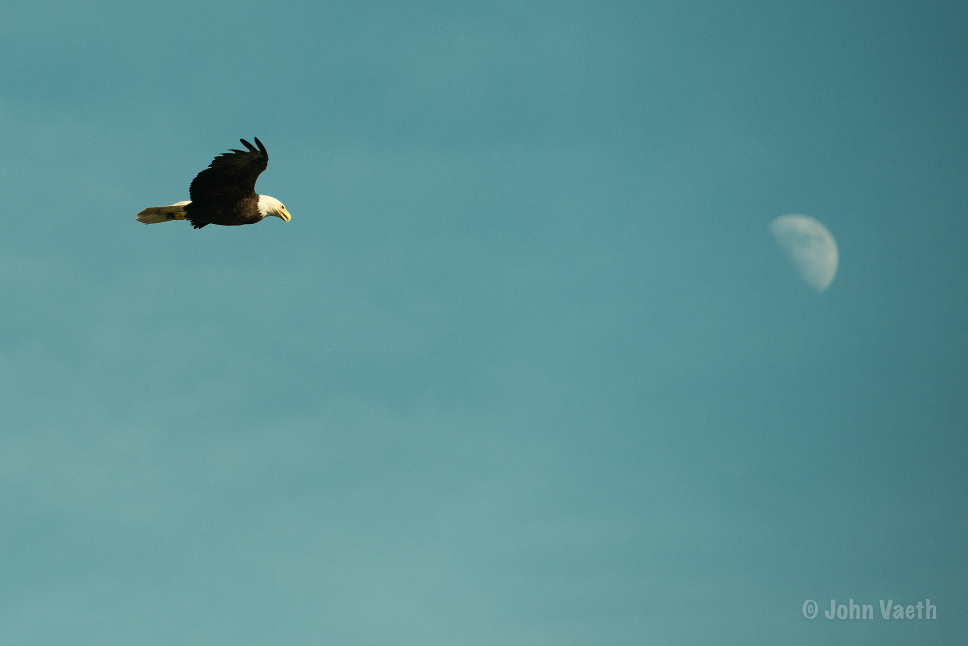 Bald Eagle and Moon