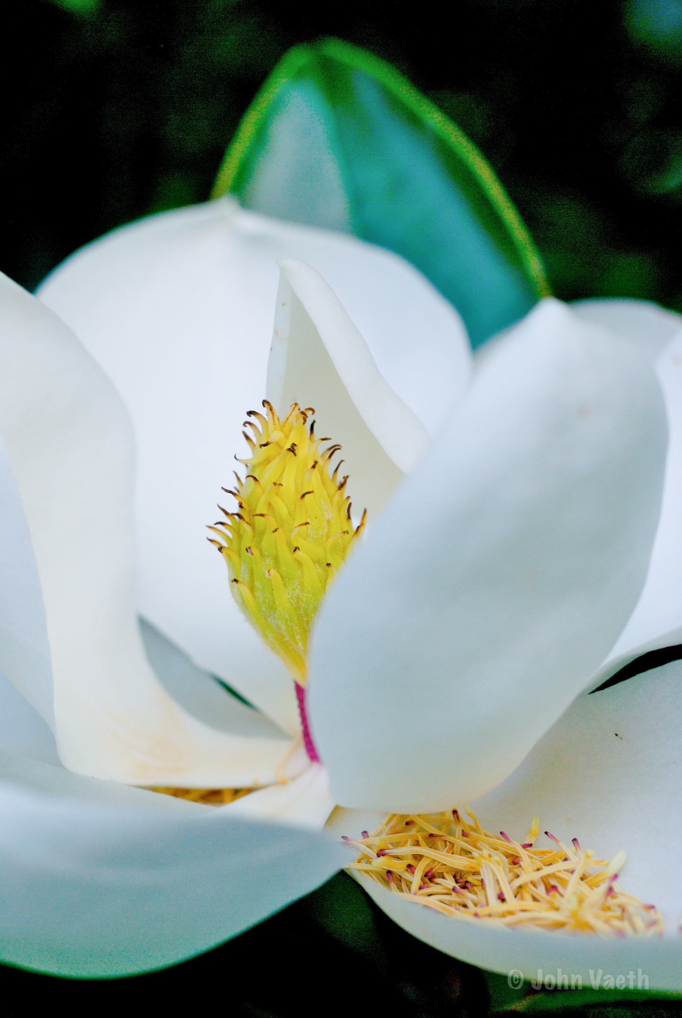 Magnolia blossom