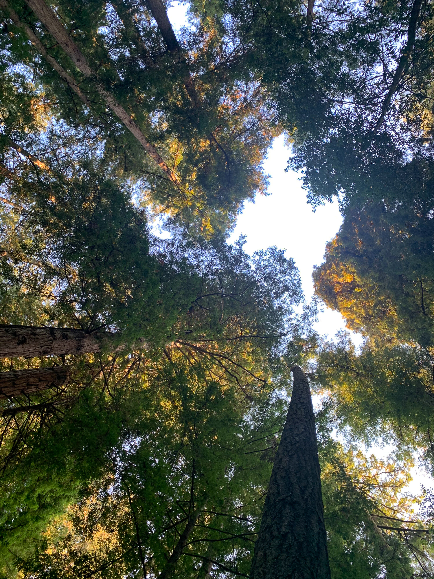 Redwood Forest