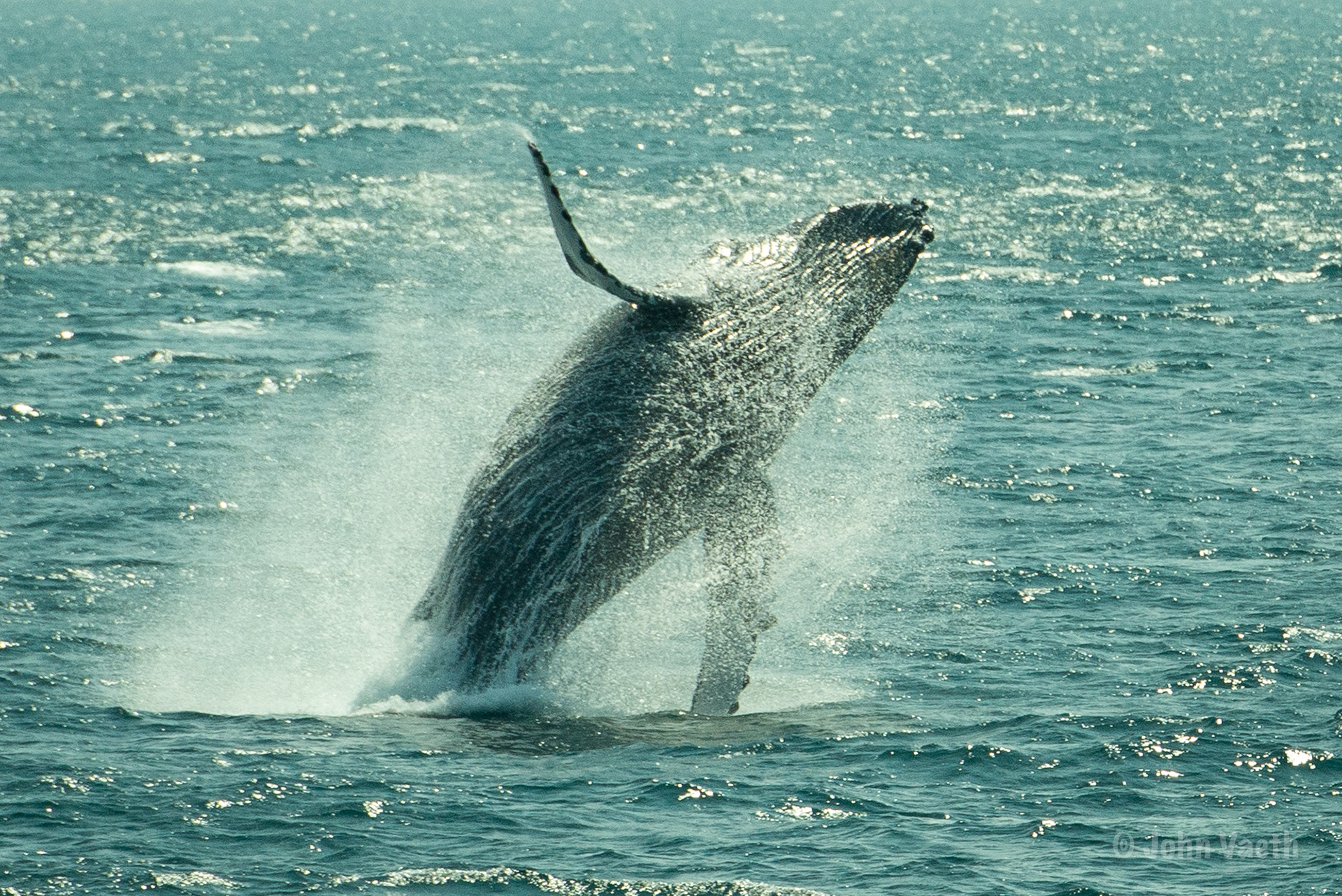 Humpback breaching