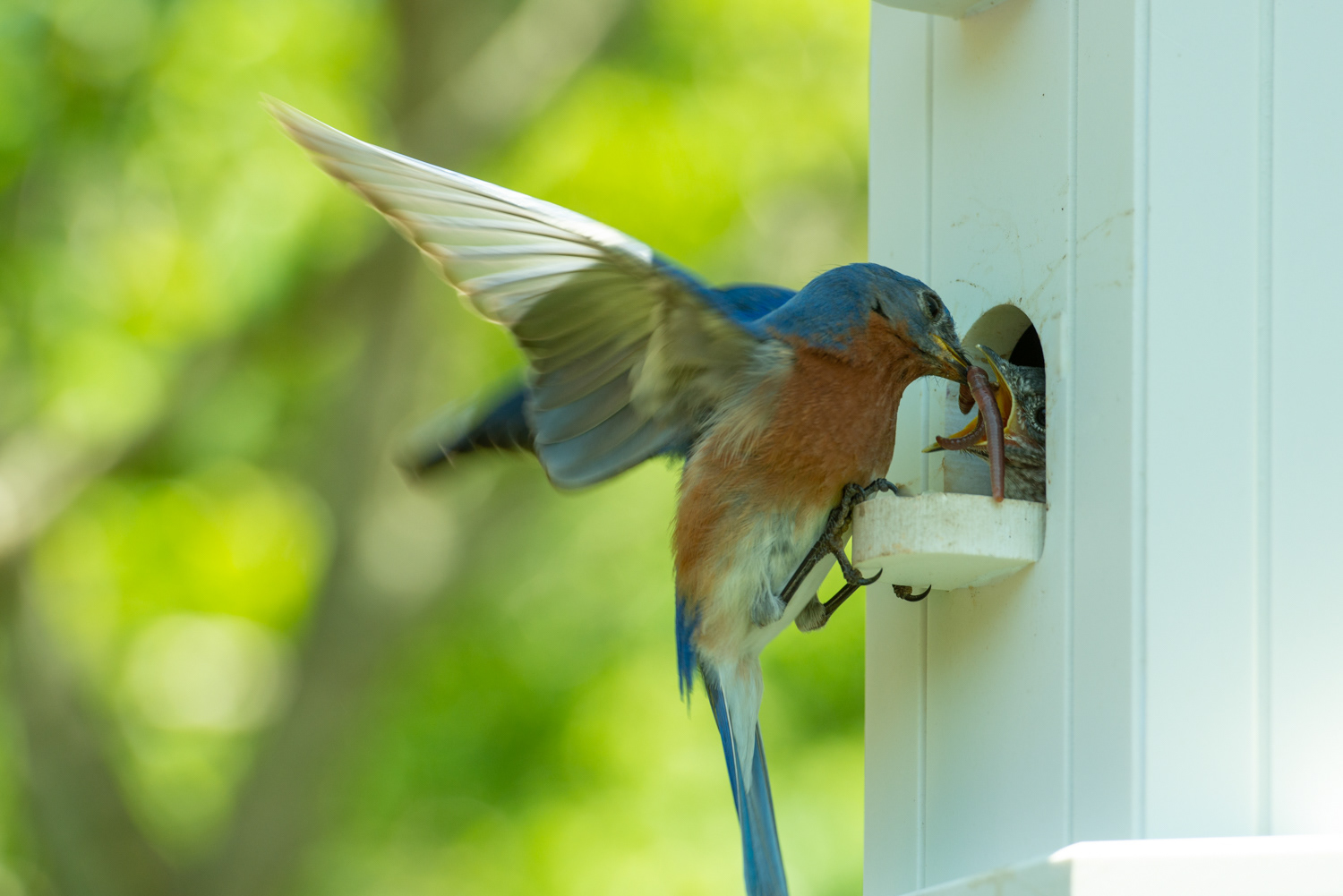 Bluebird feeding earthworm