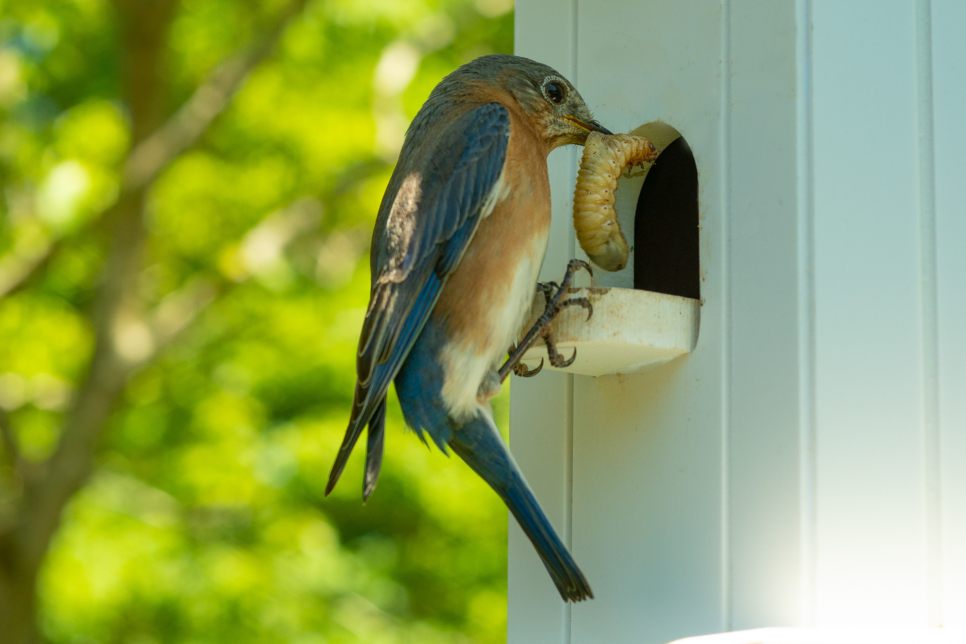 Eastern Bluebird feeding stag beetle larvae
