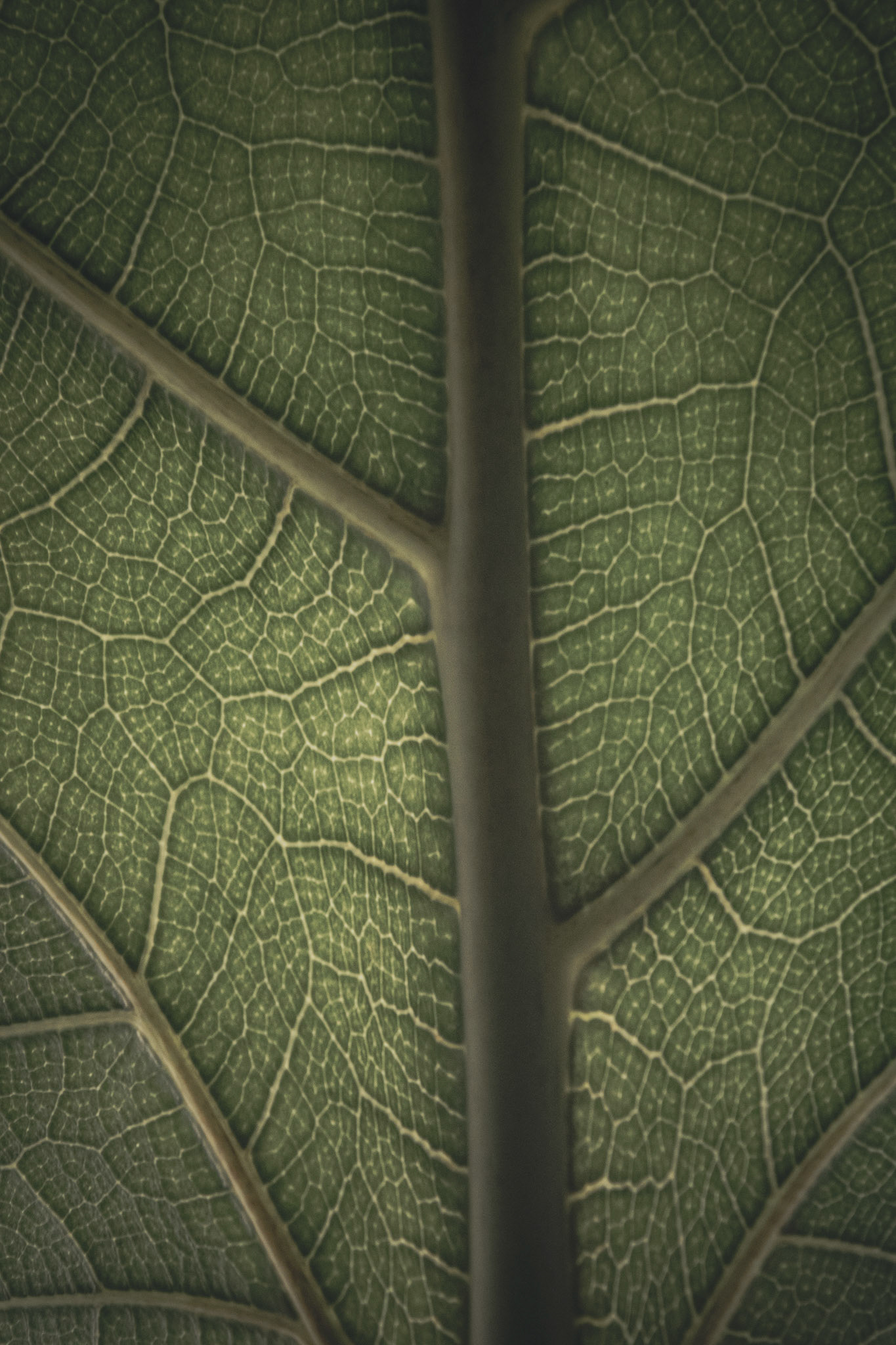 Abstract Collection