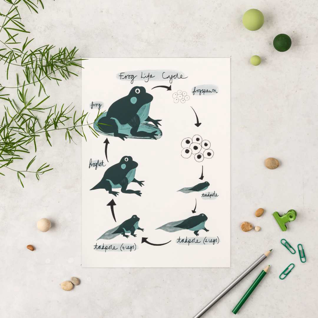 Frog Life Cycle