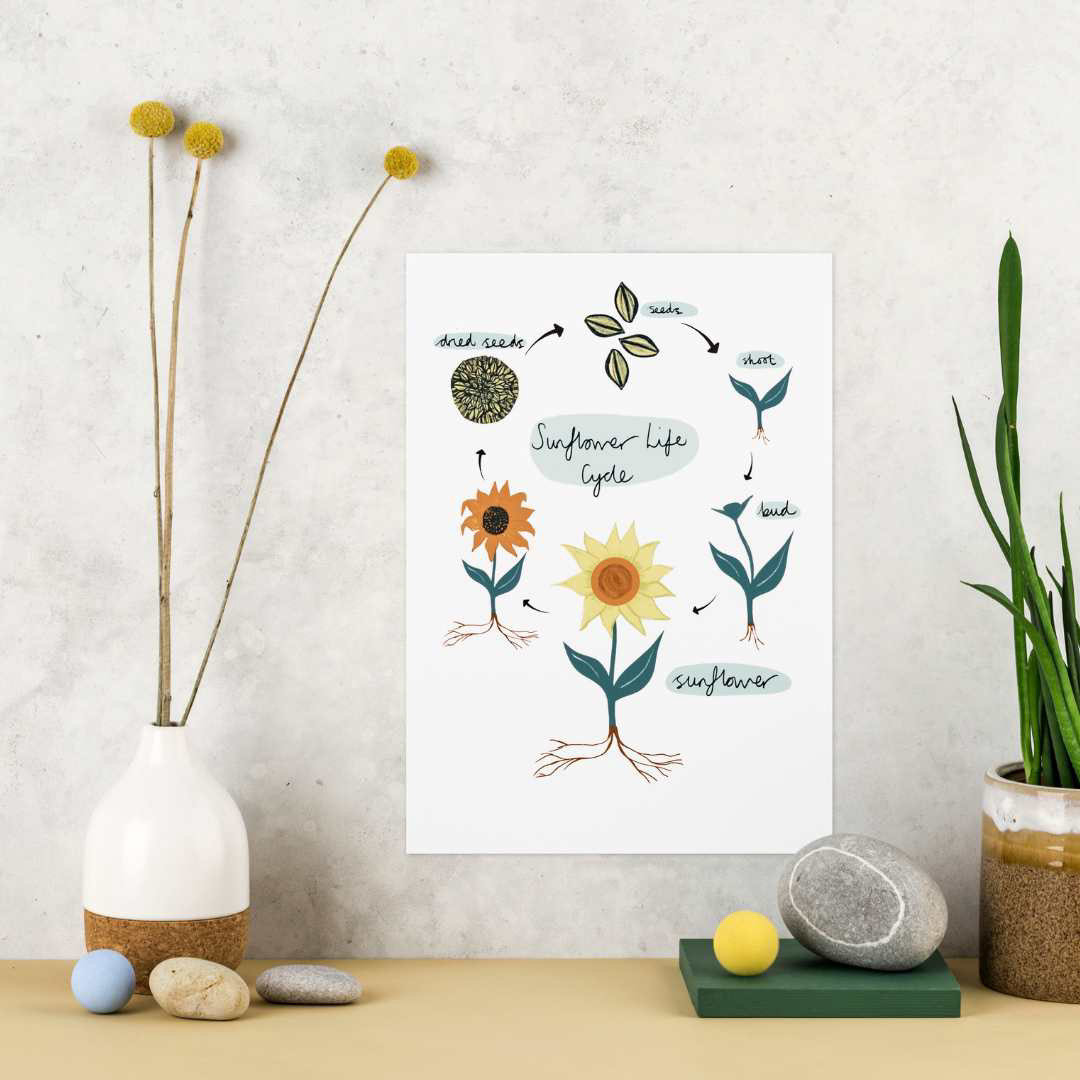 Sunflower Life Cycle