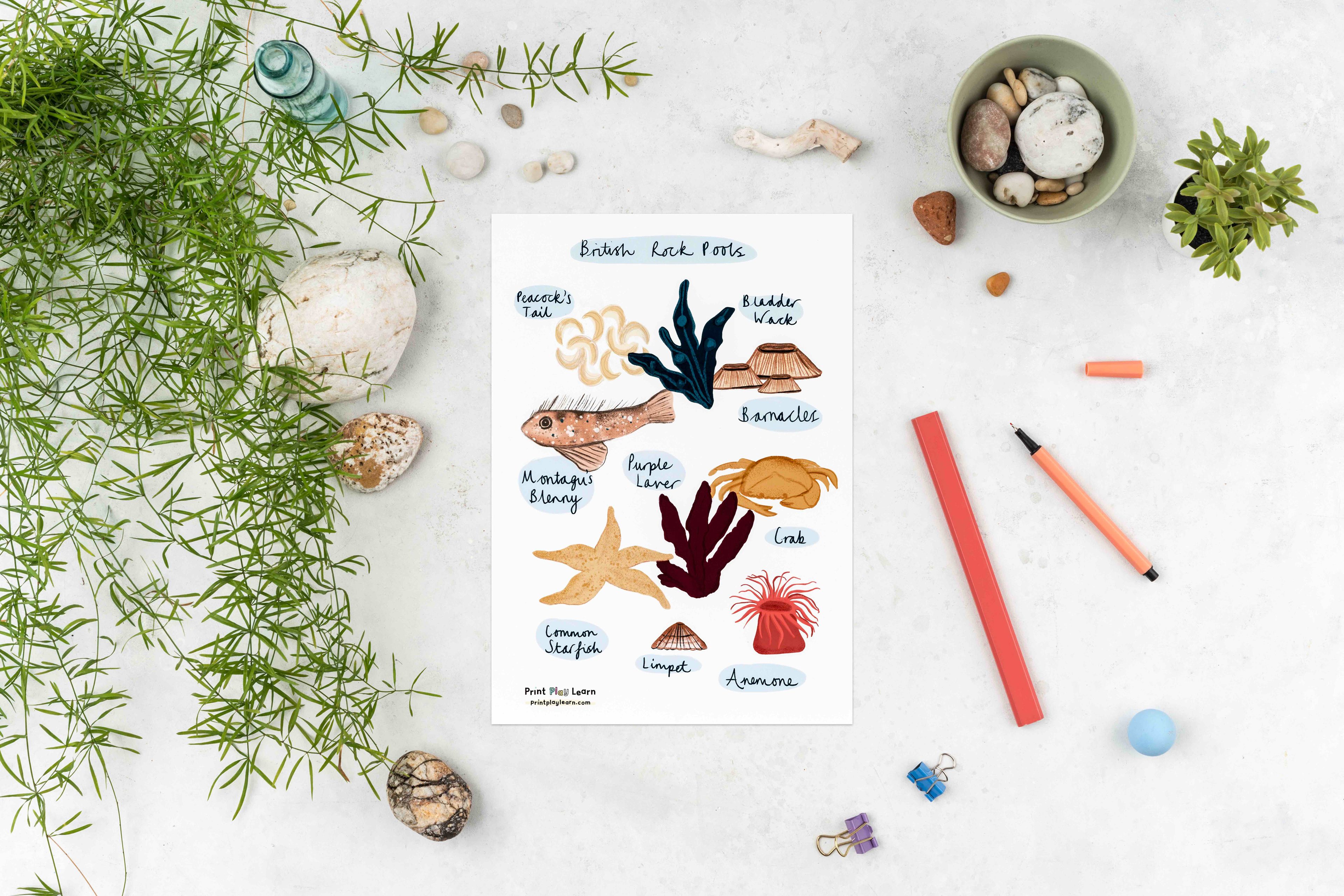 Rock Pool Poster for children