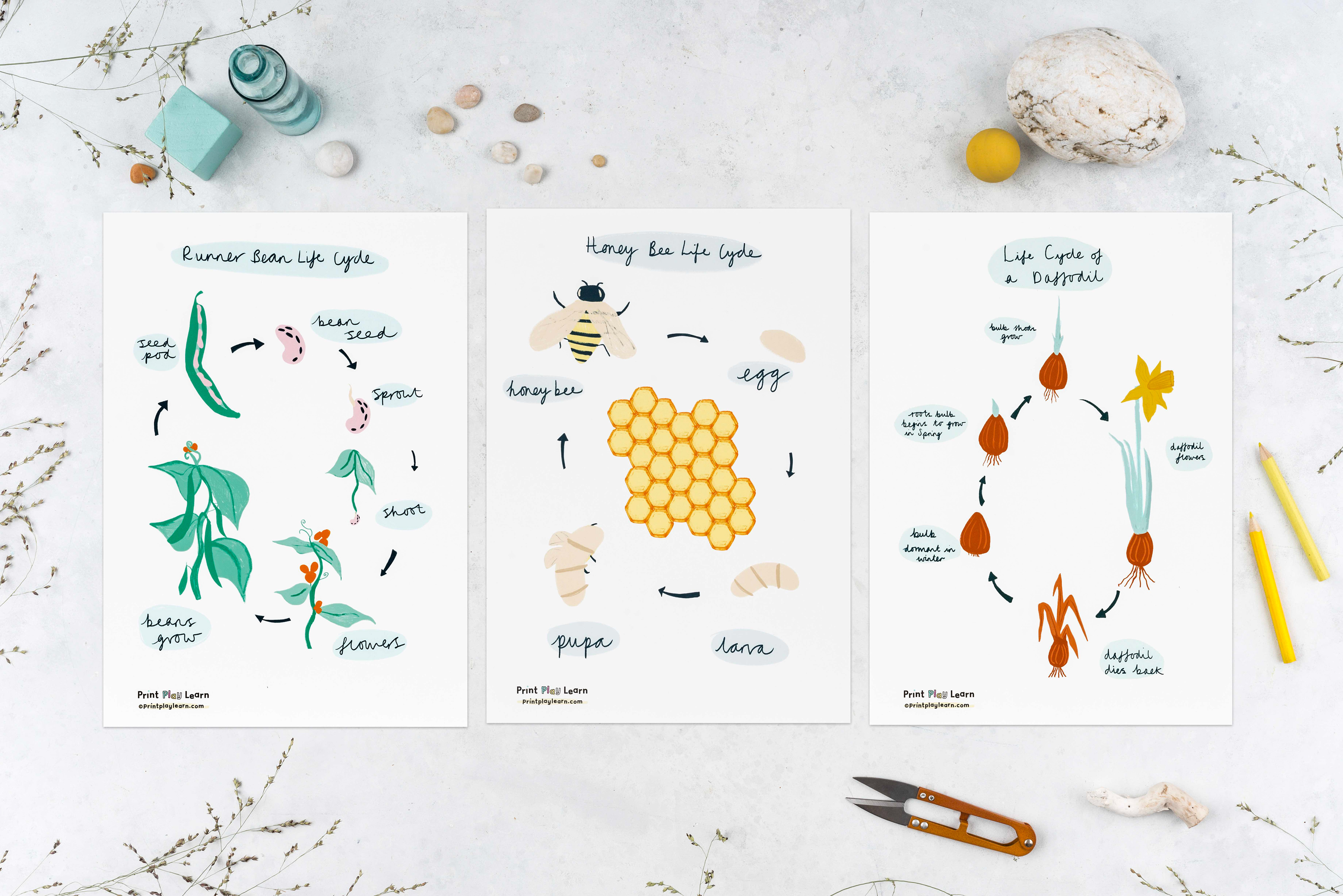 runner bean life cycle poster, honey bee, daffodil for children