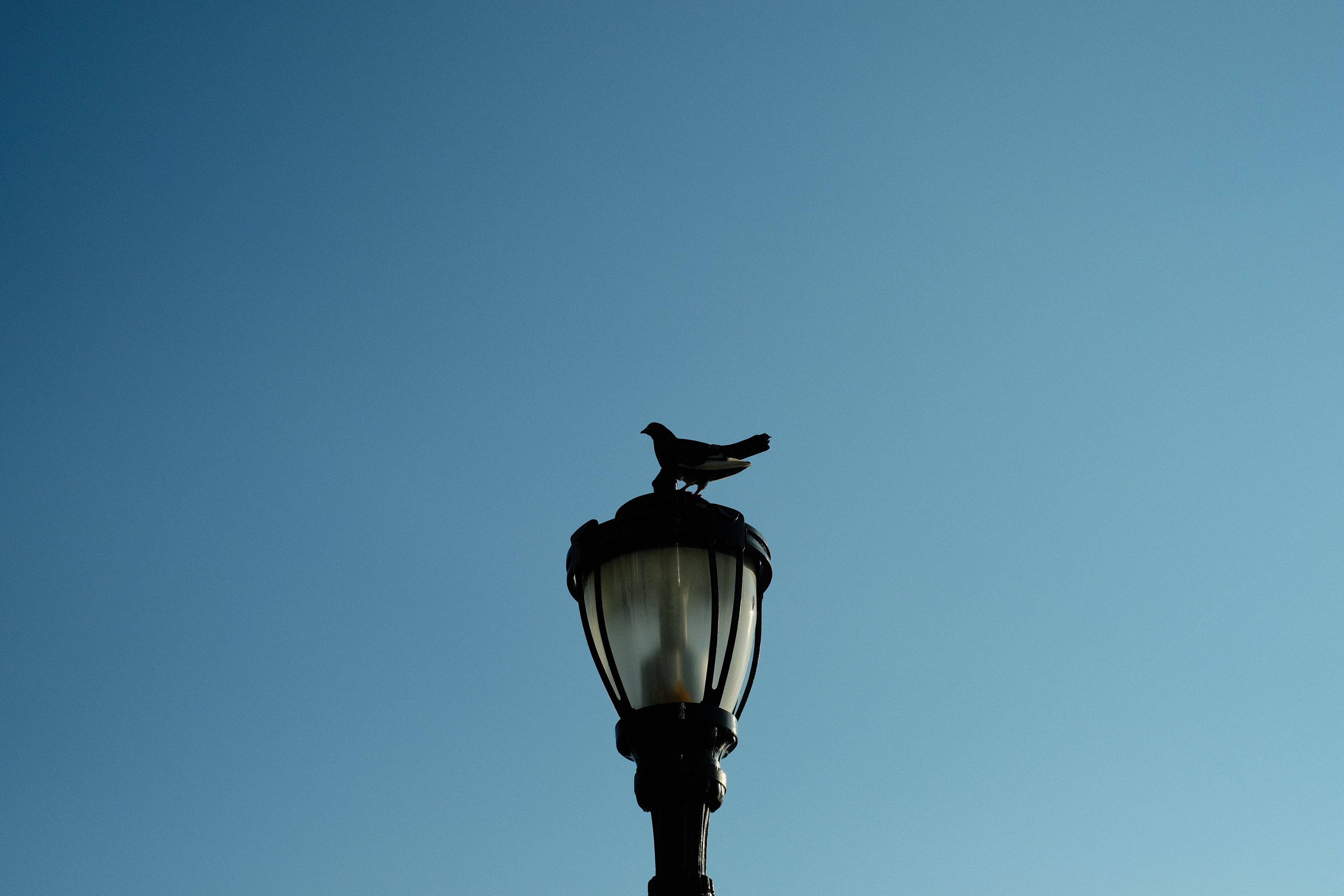 Cooing Pigeon on a lamppost