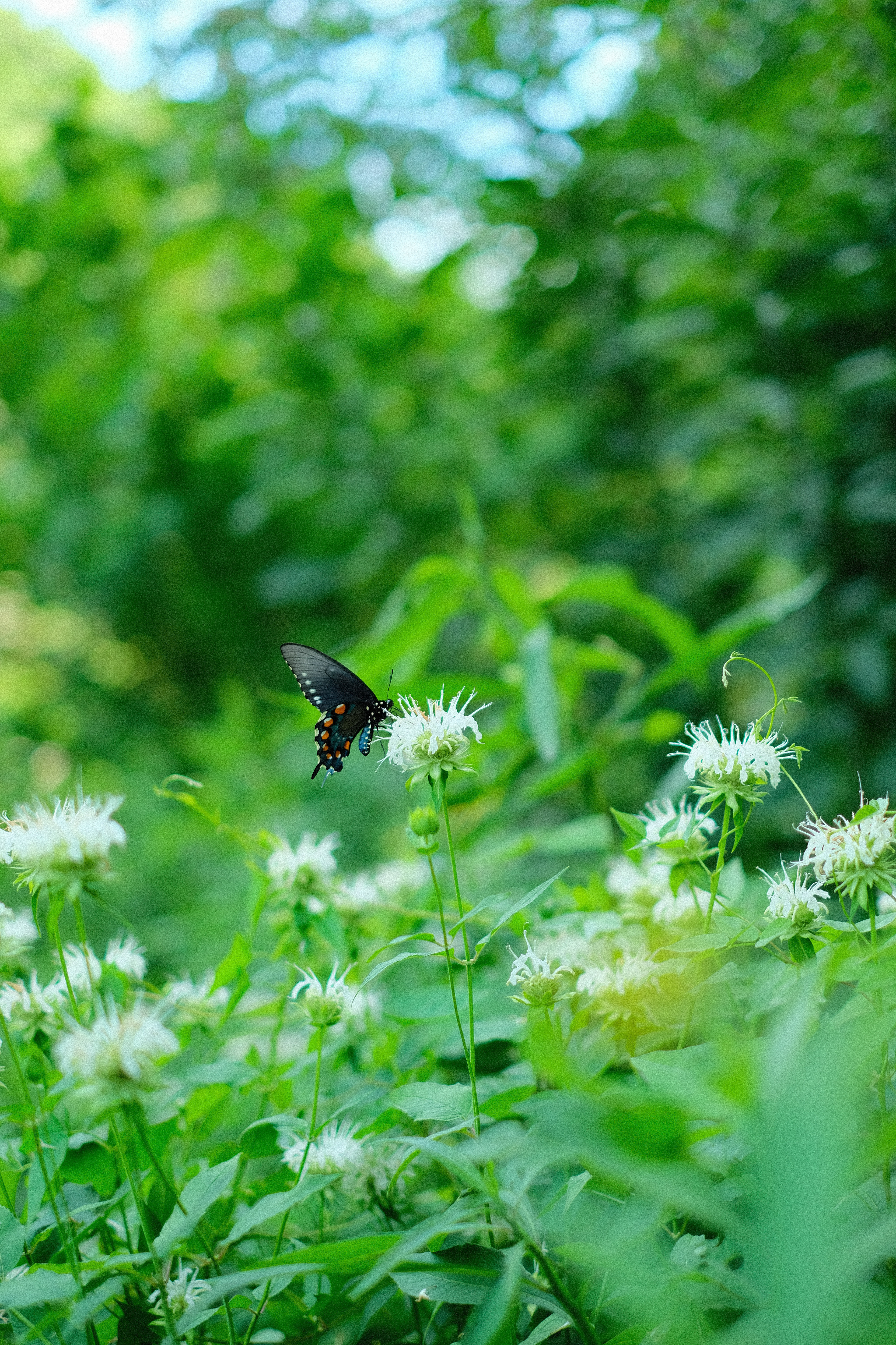 A butterfly feasts on flowers