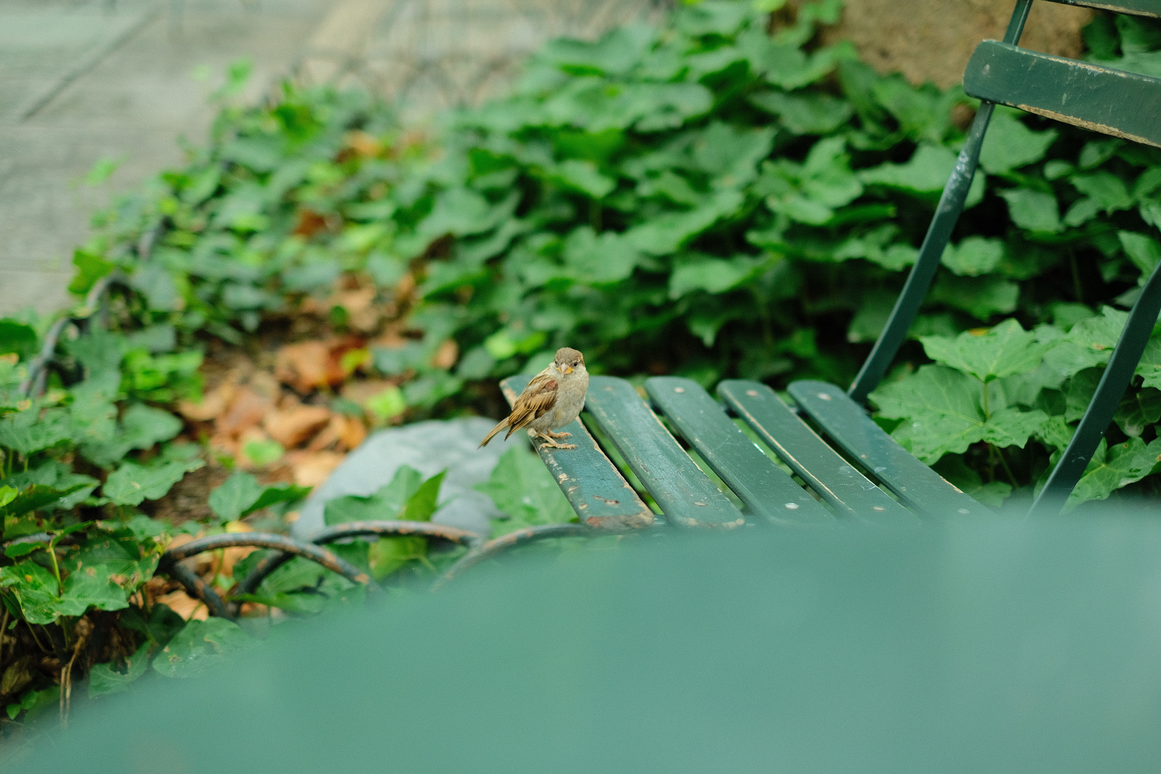 Hungry robin(?) on a Bryant Park chair