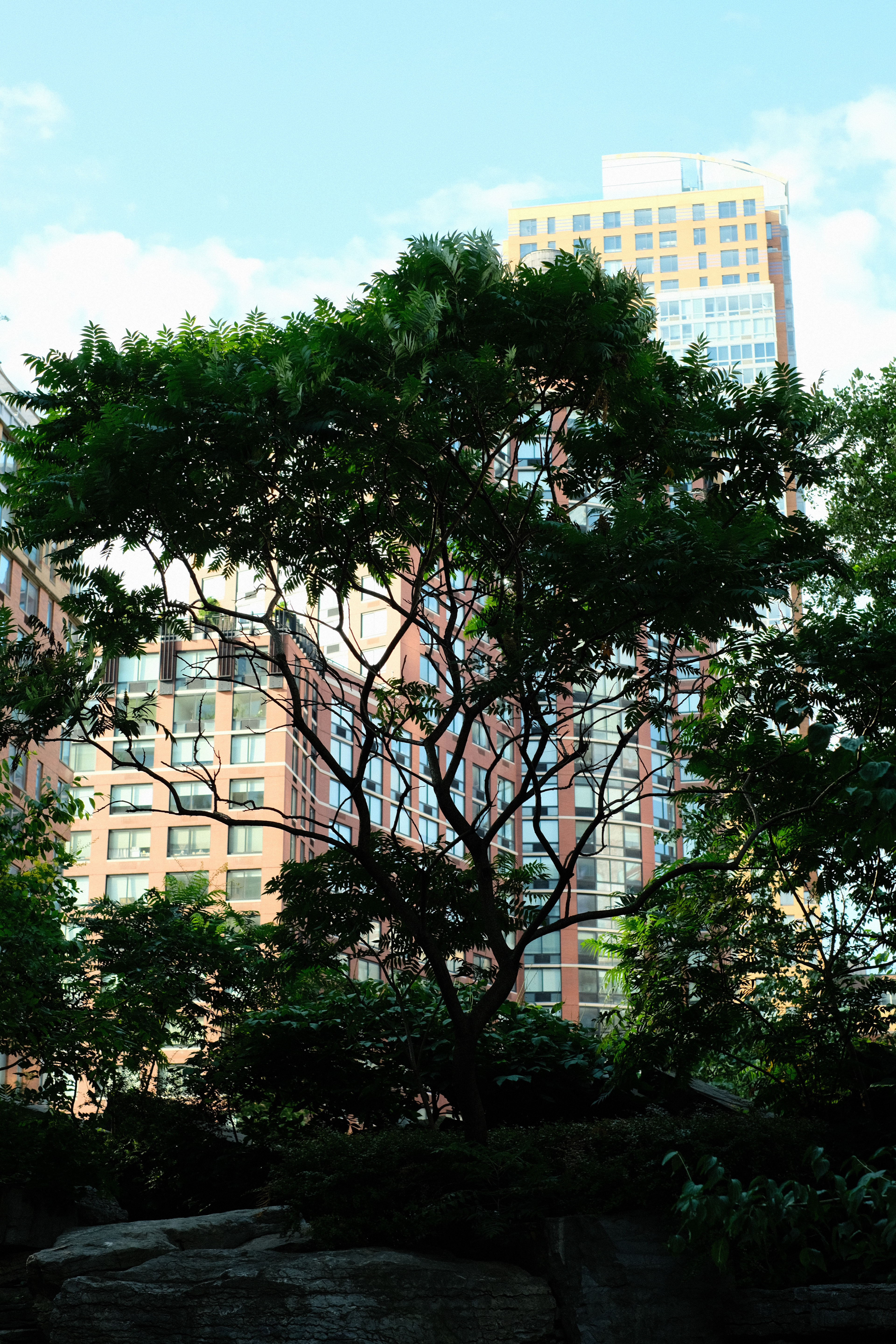 A tree I'd never seen before in Battery Park
