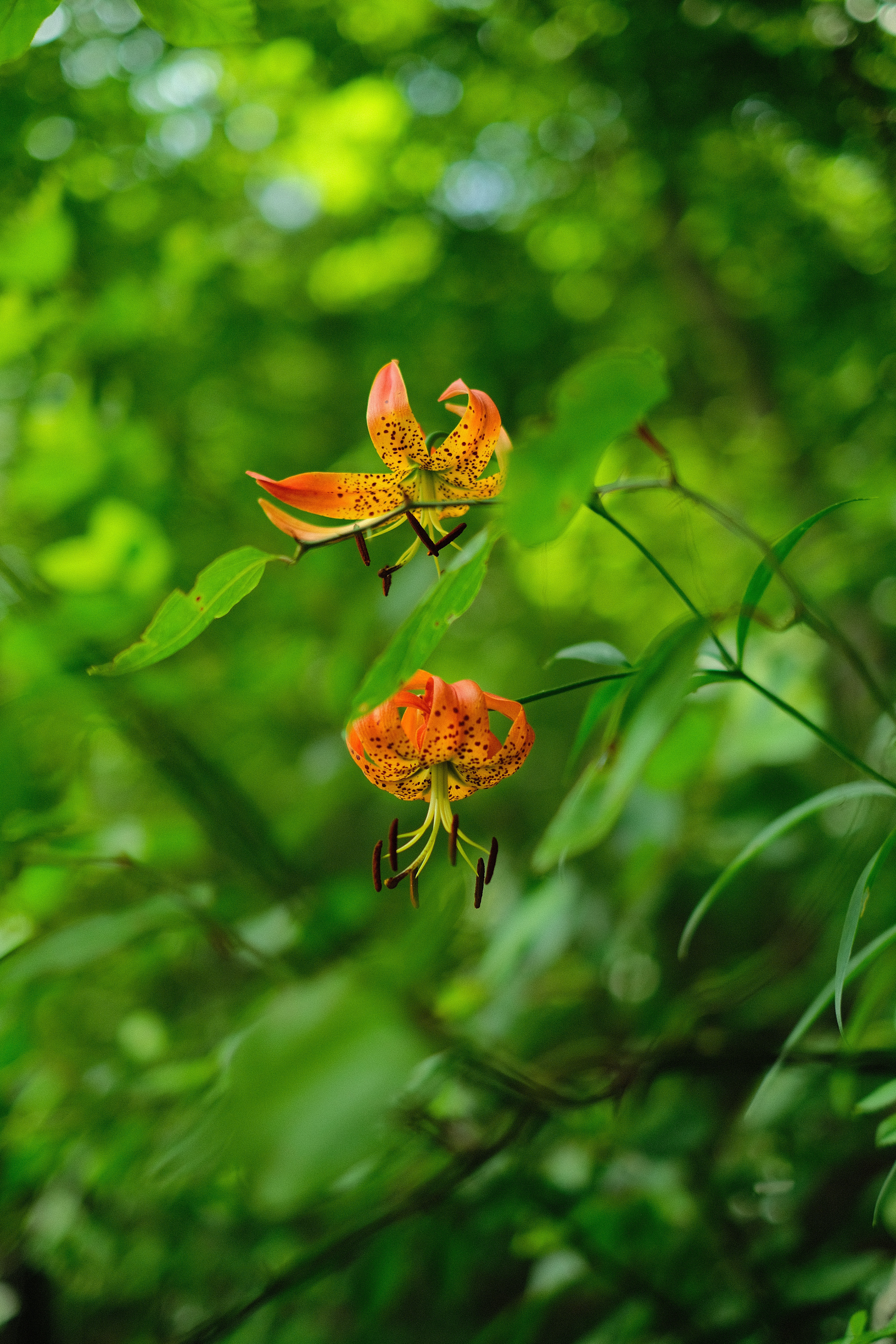 Two orange tiger lilies in the wild