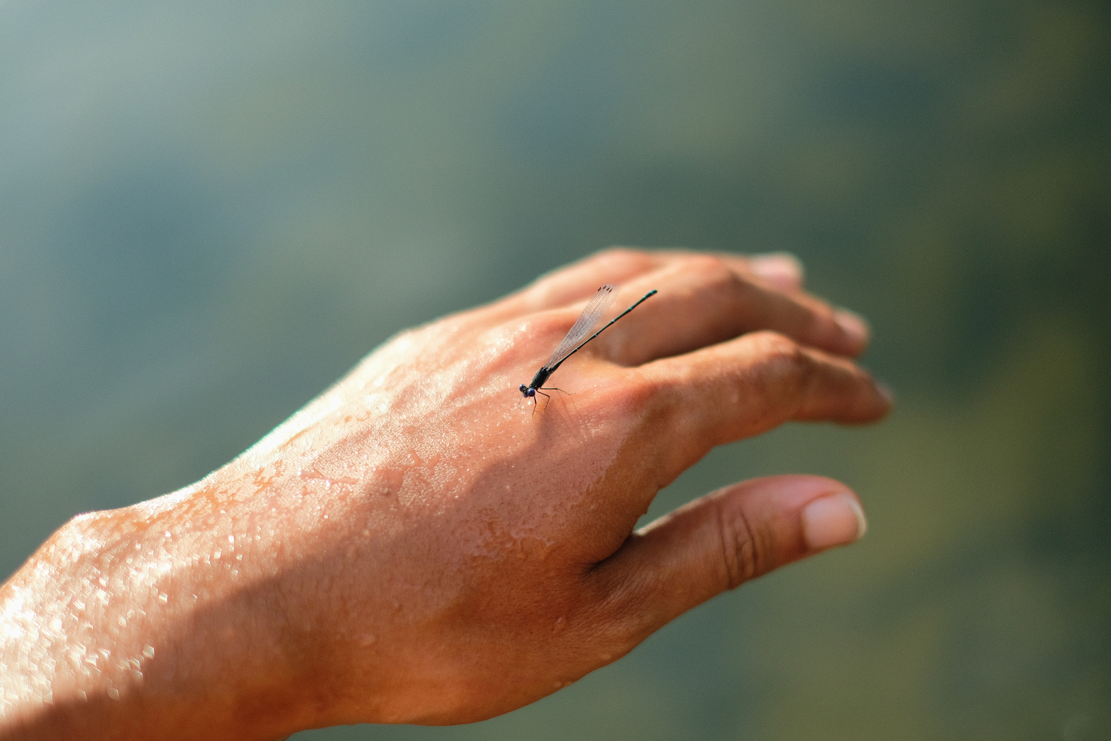 A dragonfly rests its tired wings on my glistening hand
