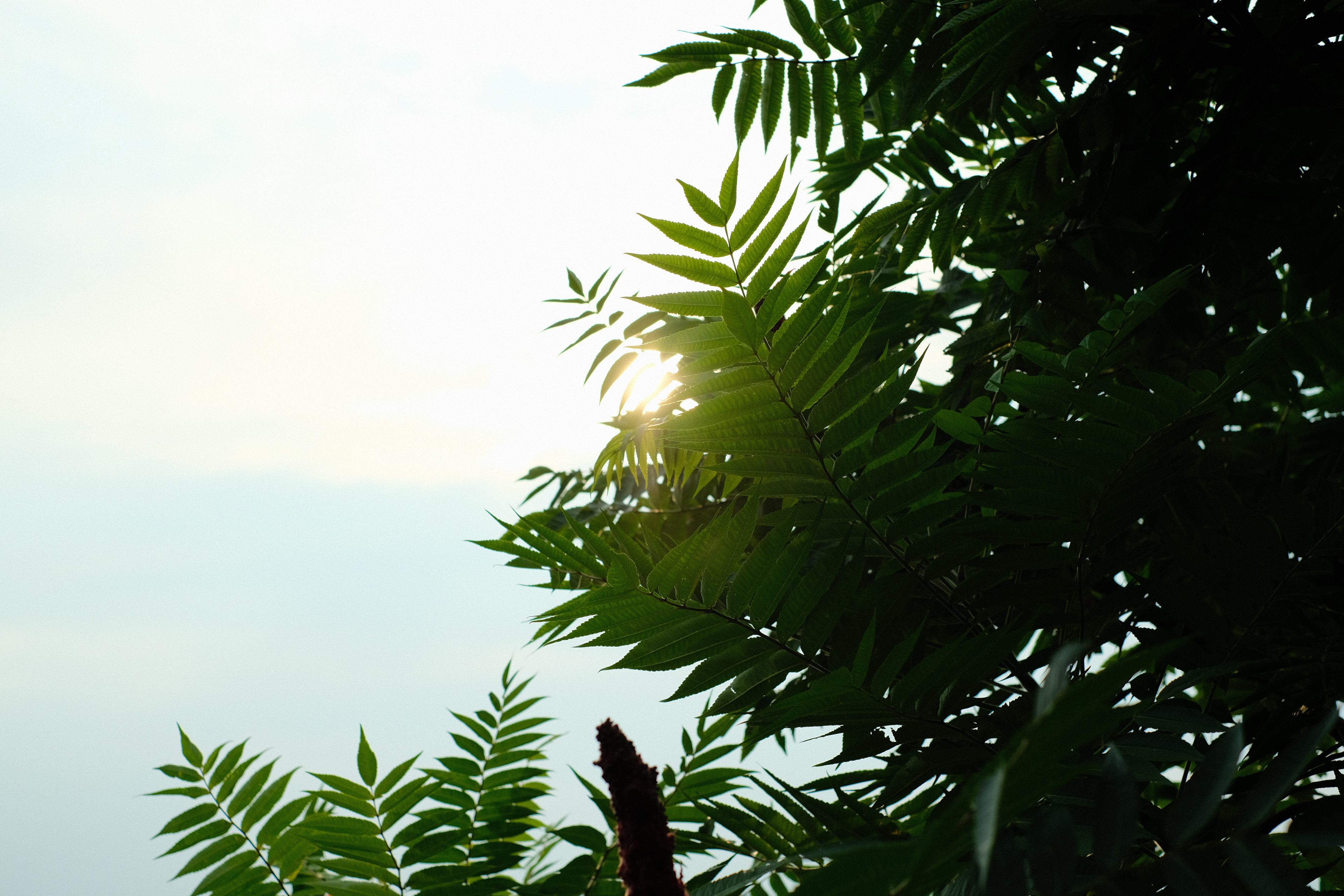 Sunlit sumac over the Hudson