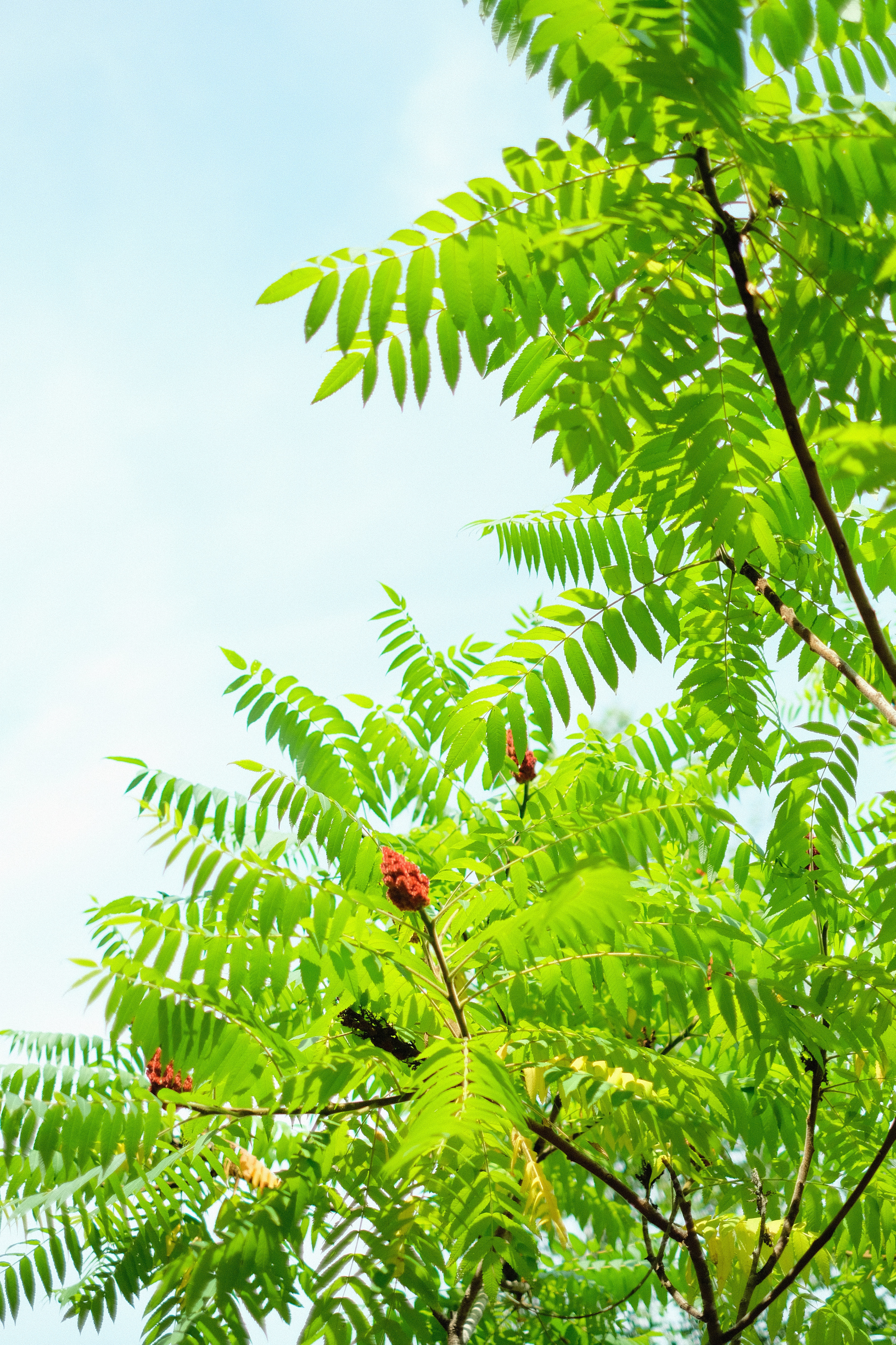 Summer sumac in the sun