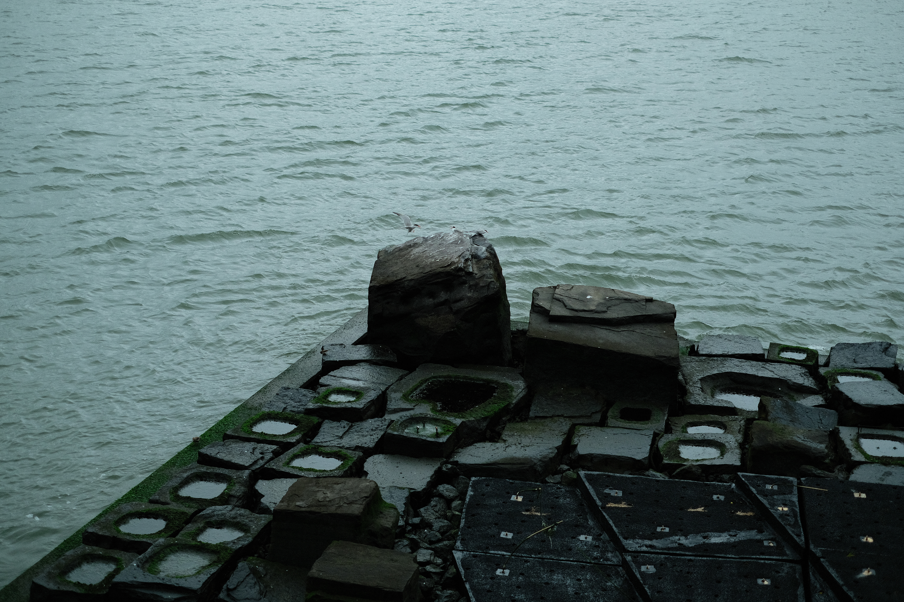 Rocks and birds of Pier 56
