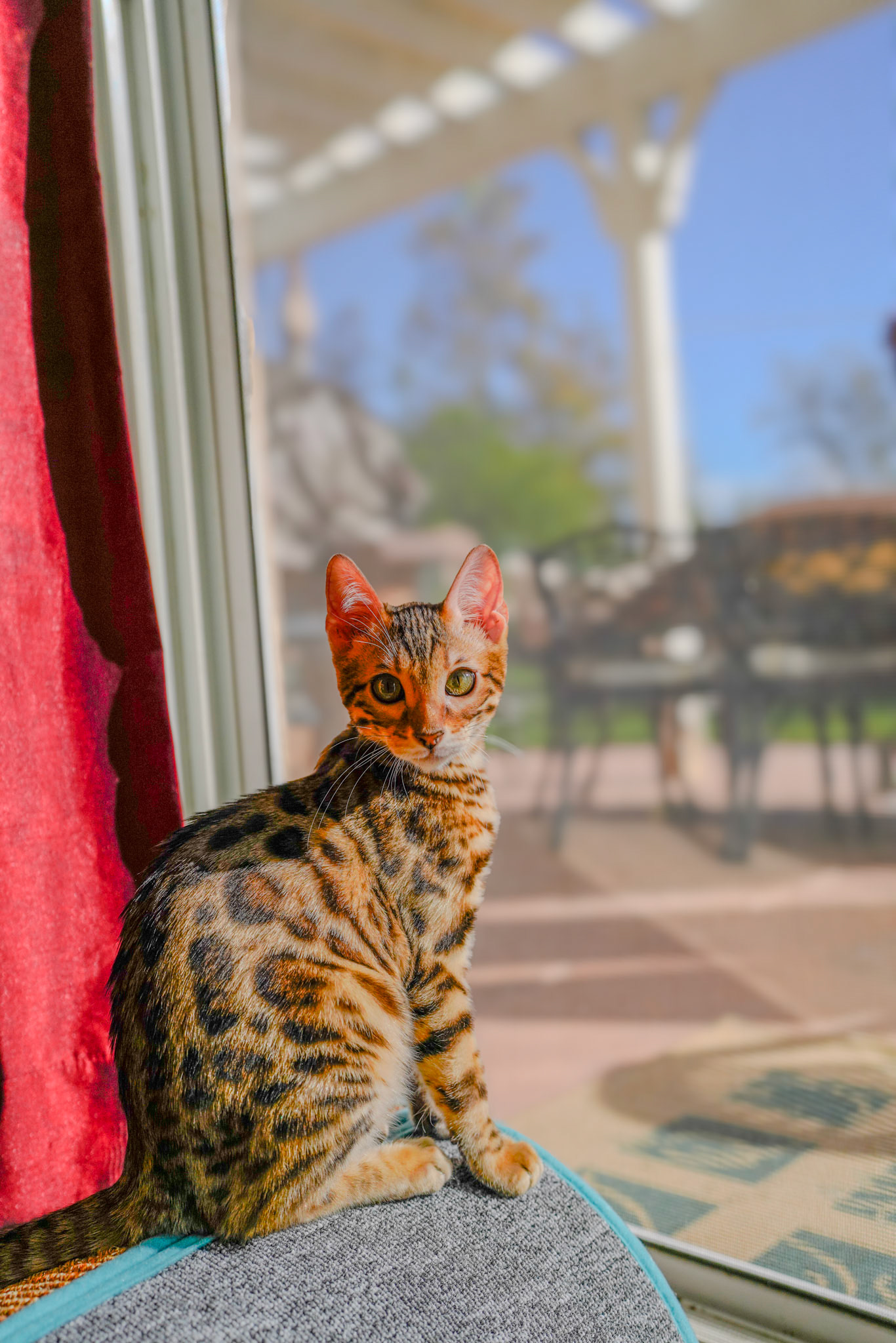 Basha the Bengal