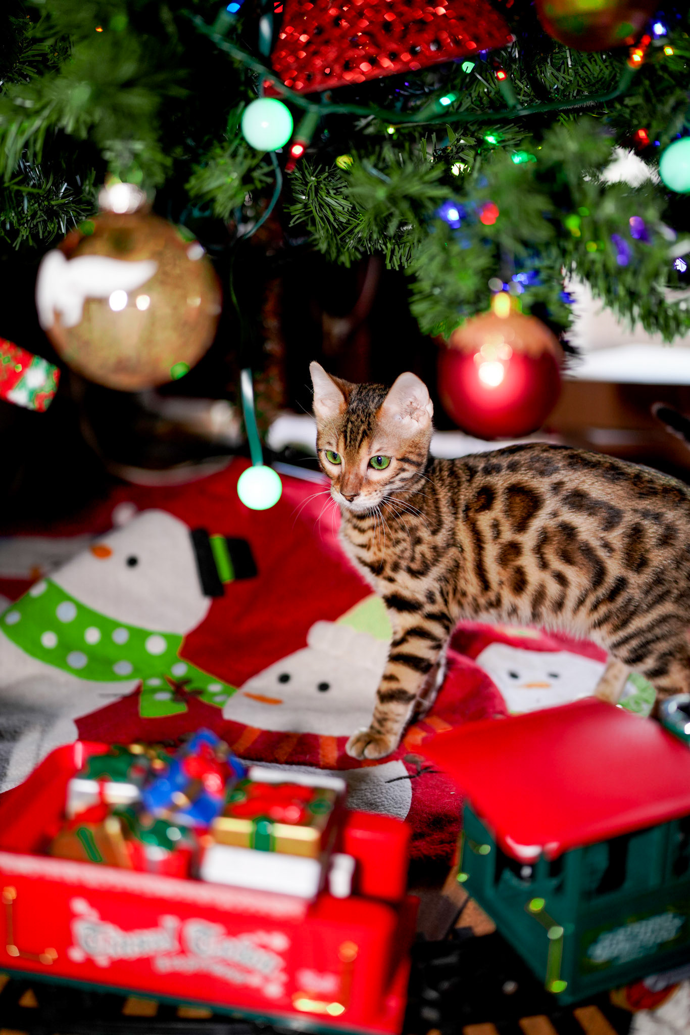 Basha the Bengal