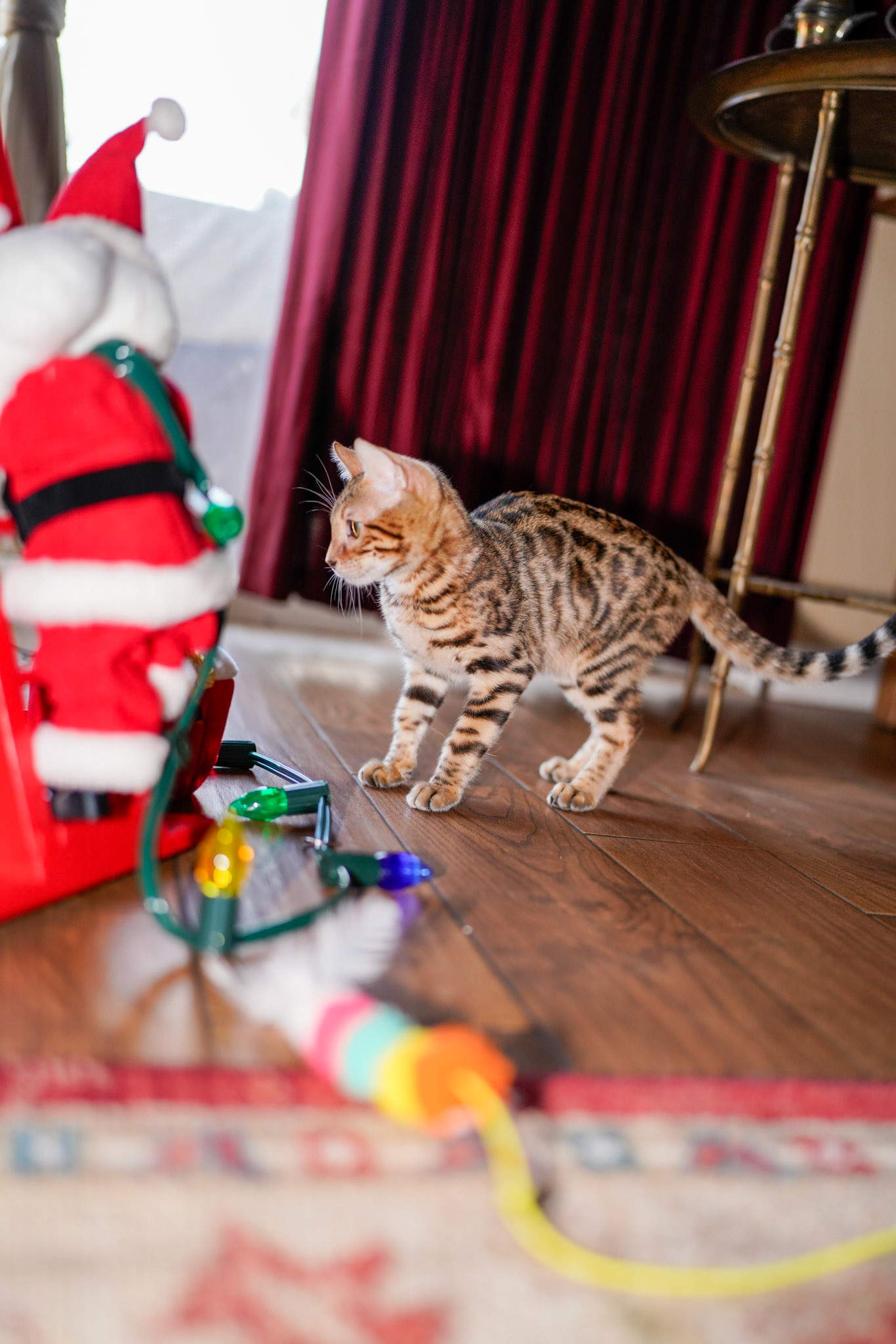 Basha the Bengal