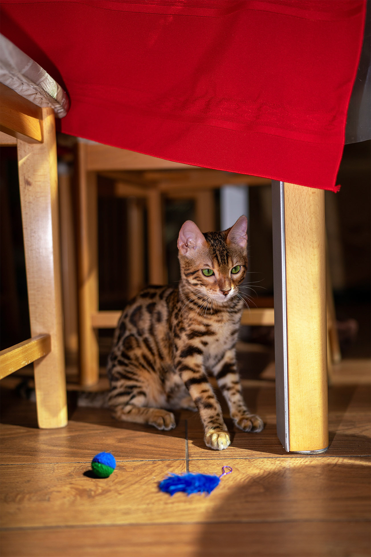 Basha the Bengal