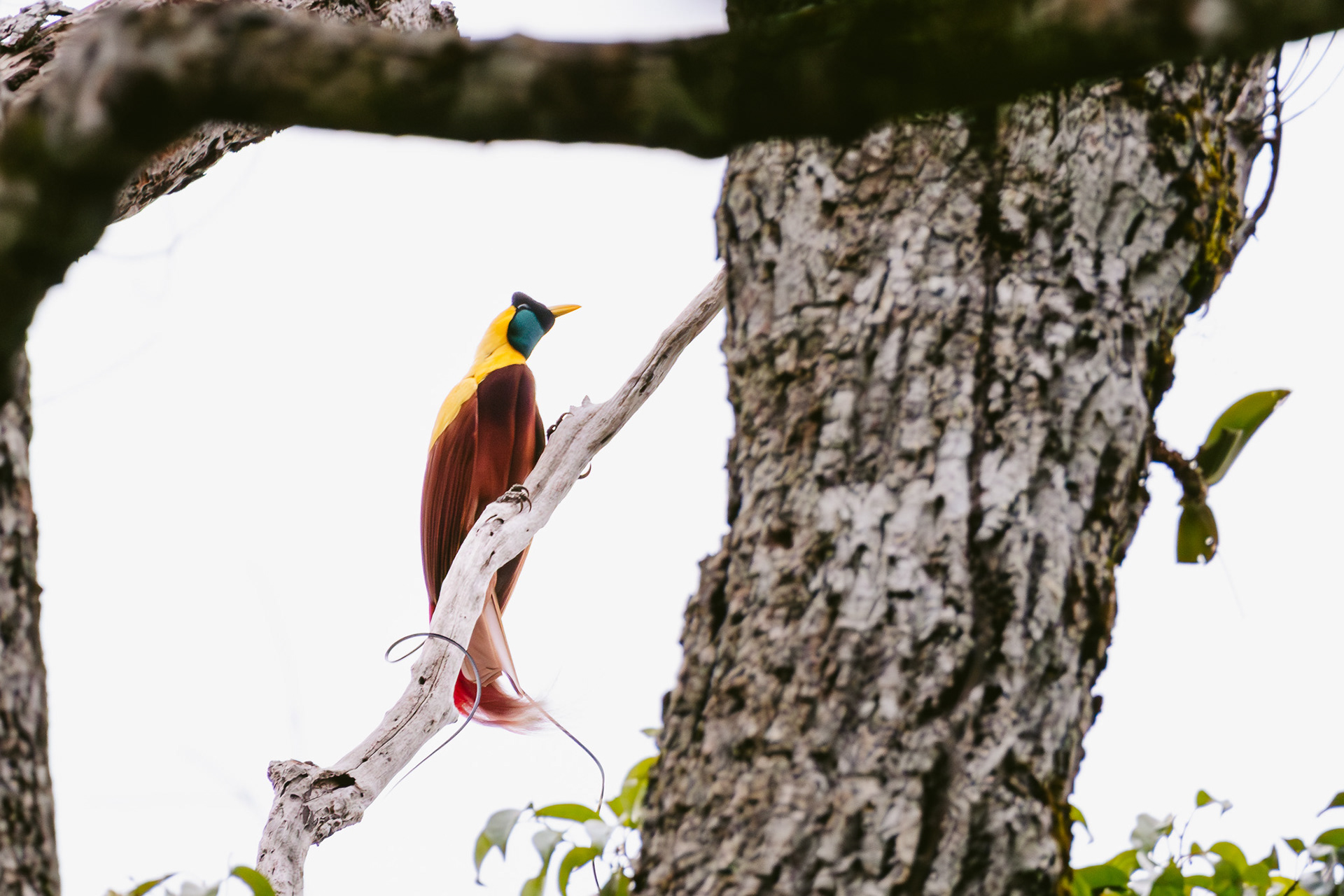 Ave-do-paraíso vermelha | Red bird of paradise