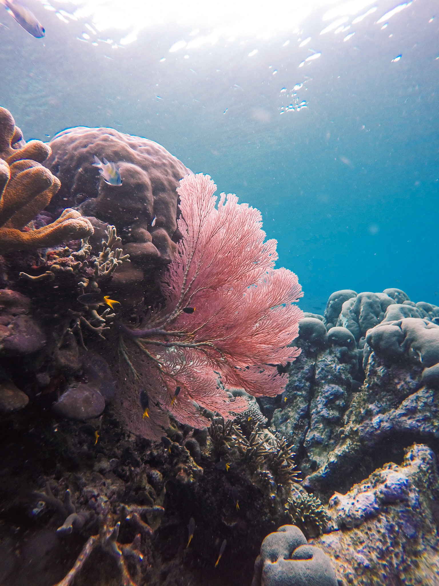 Pink Sea Fan