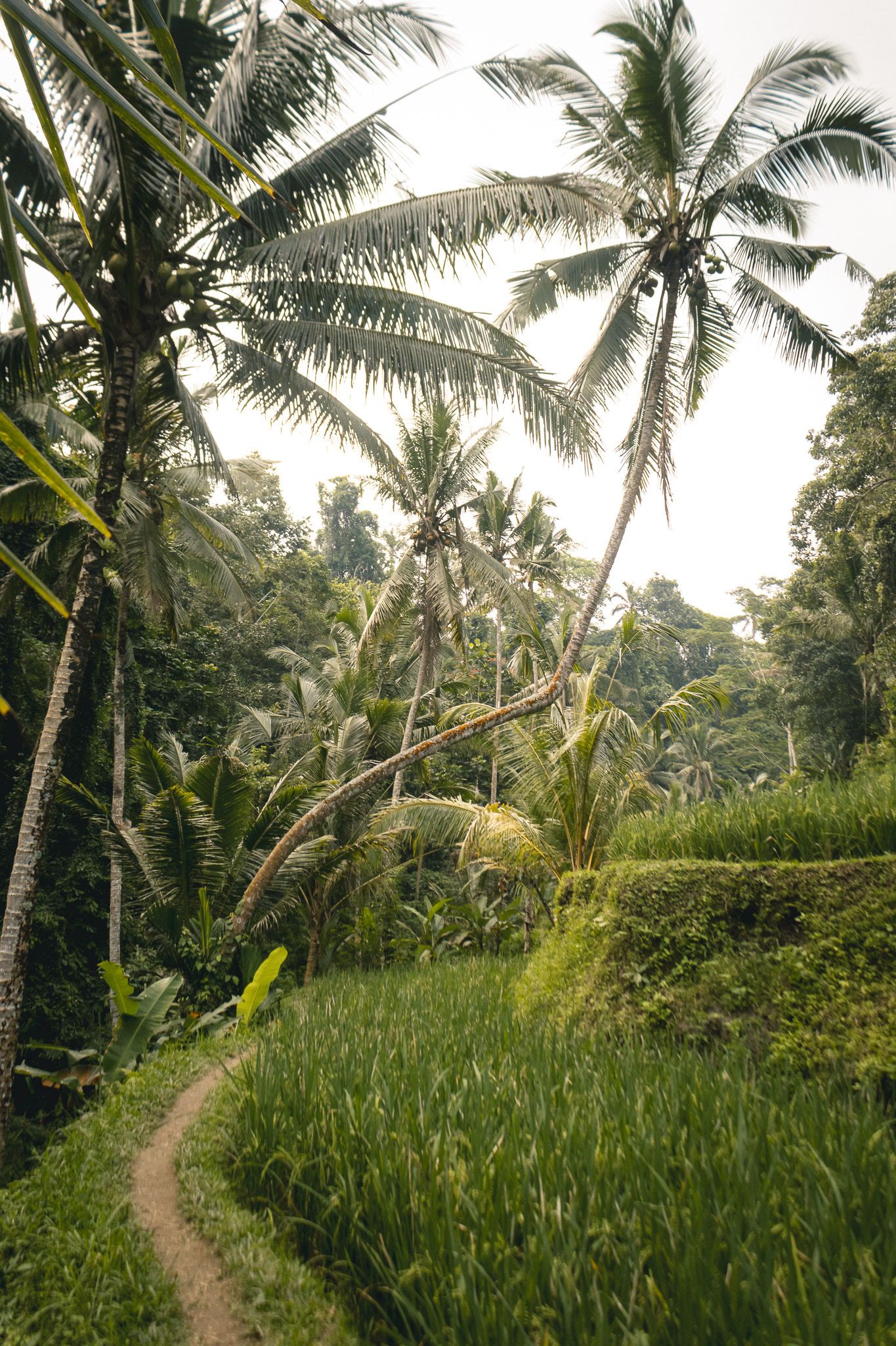 Campos de Arroz | Rice fields