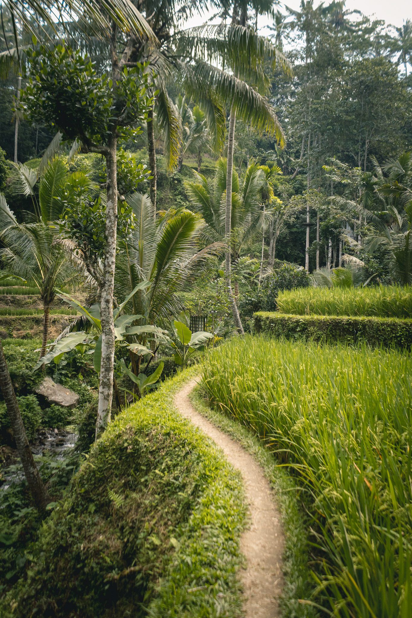 Campos de arroz | Rice fields