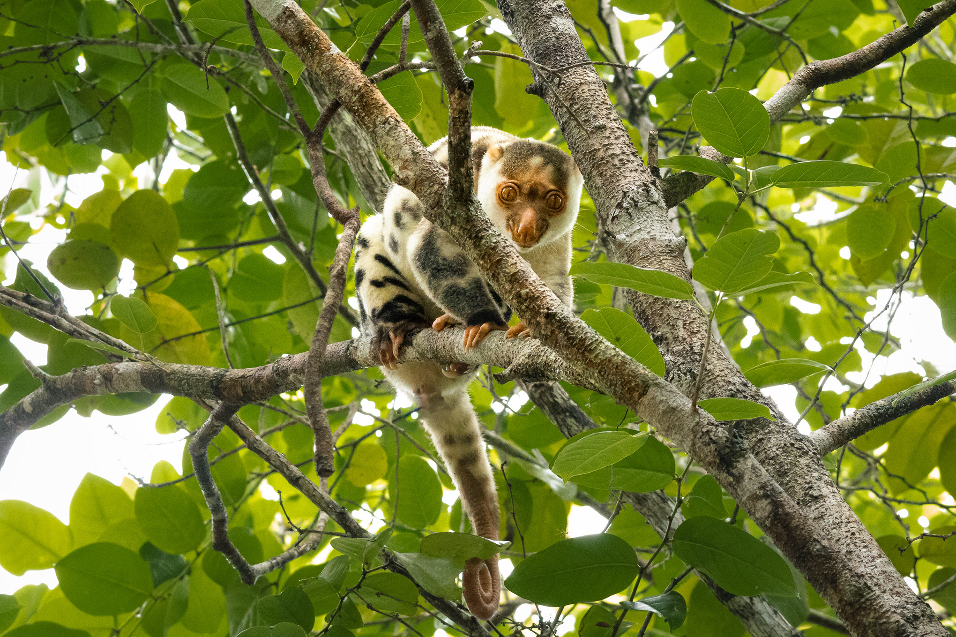 Cuscuz-malhado-comum | Common-spotted cuscus