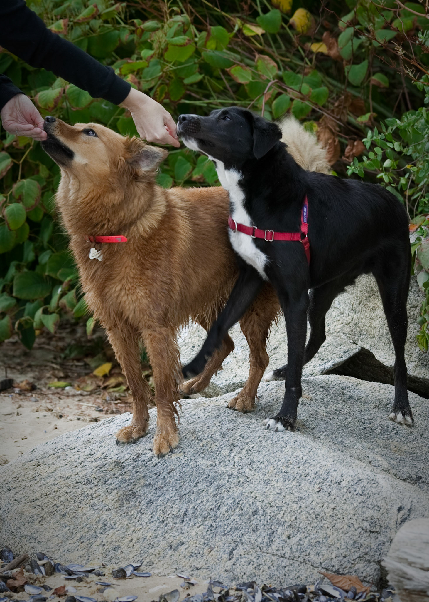 Sadie &amp; Izzy. 9-26-10