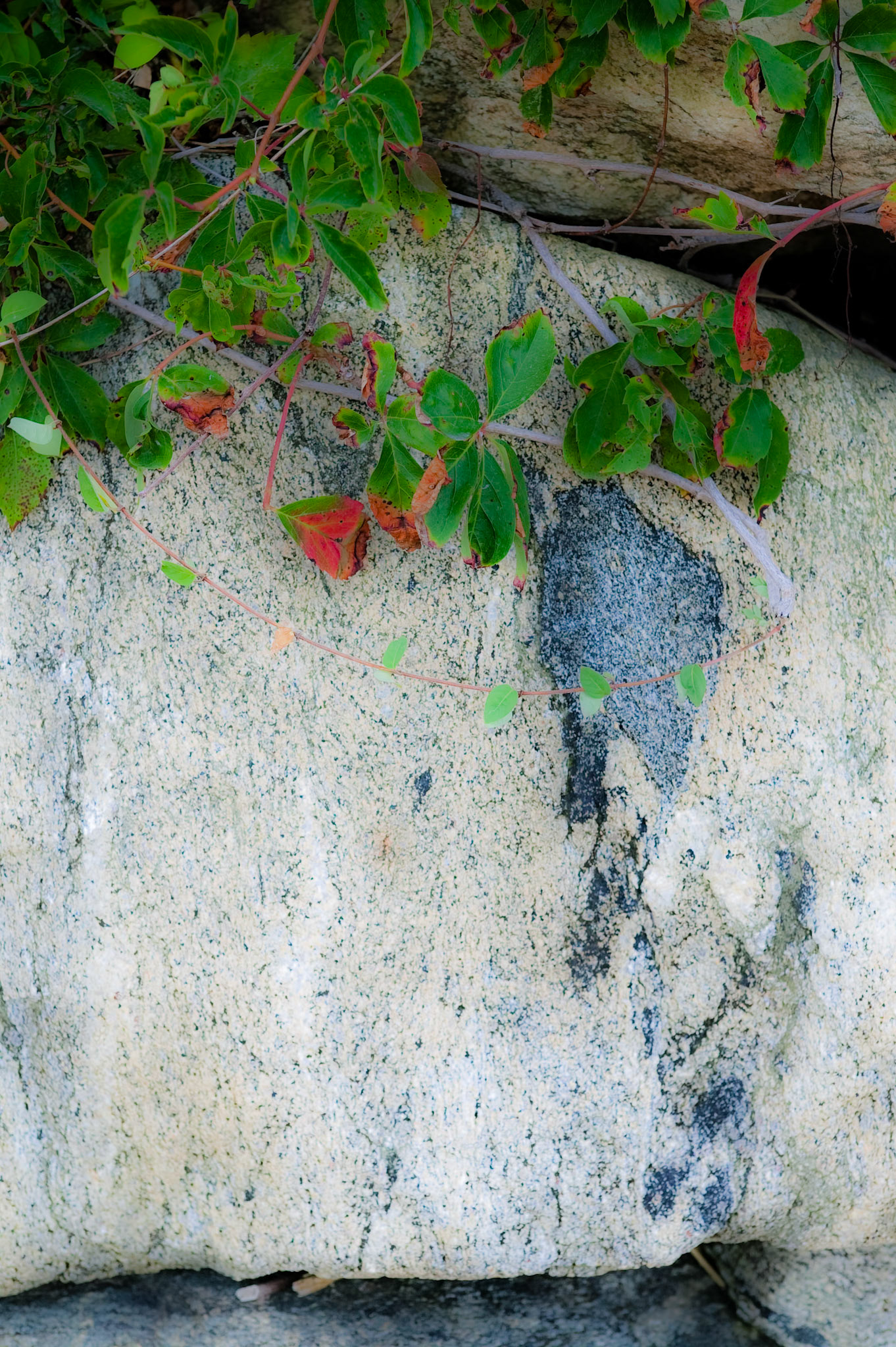 Detail, Sea Wall, Beacon Hill Beach Colony.  July 9, 2010