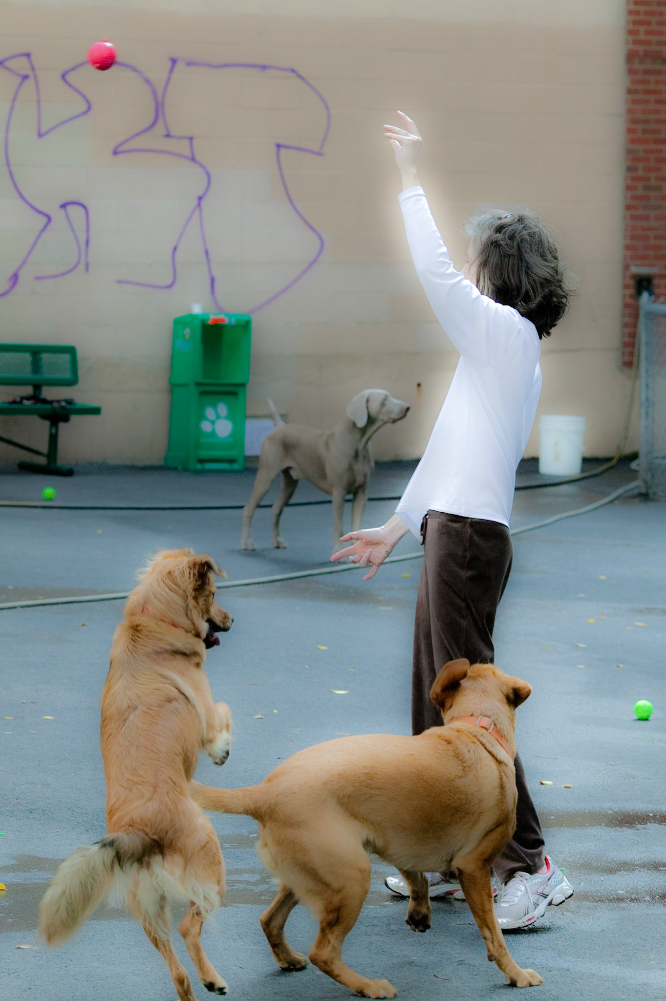 Warren St. Dogrun, 10-9-08