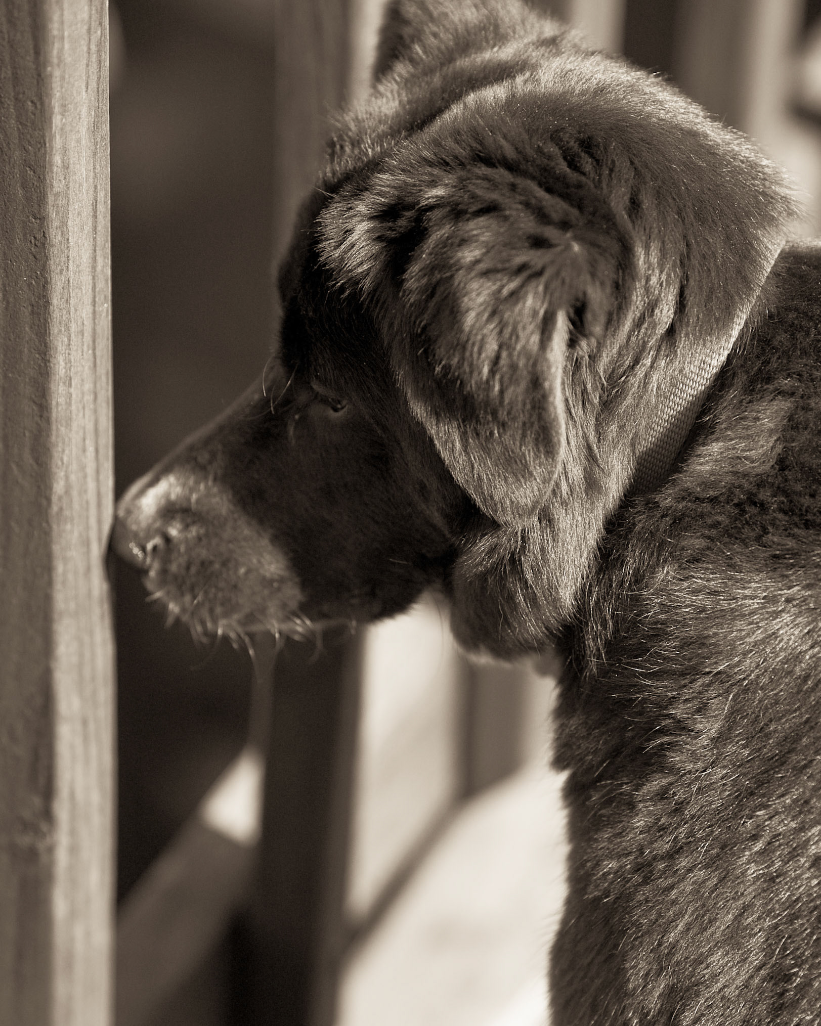 Izzy Pensive. April 30, 2010