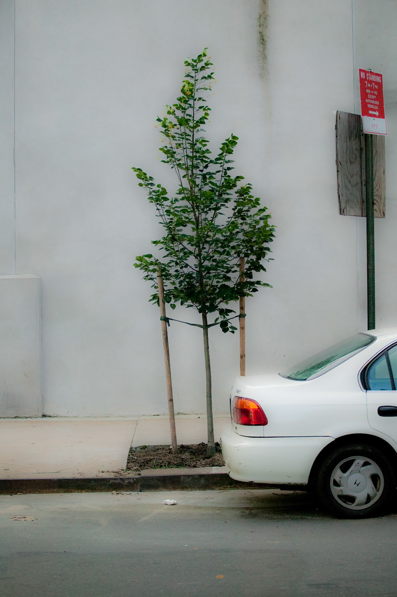 Urban Tree, Spruce Street, NY, NY July 3, 2009
