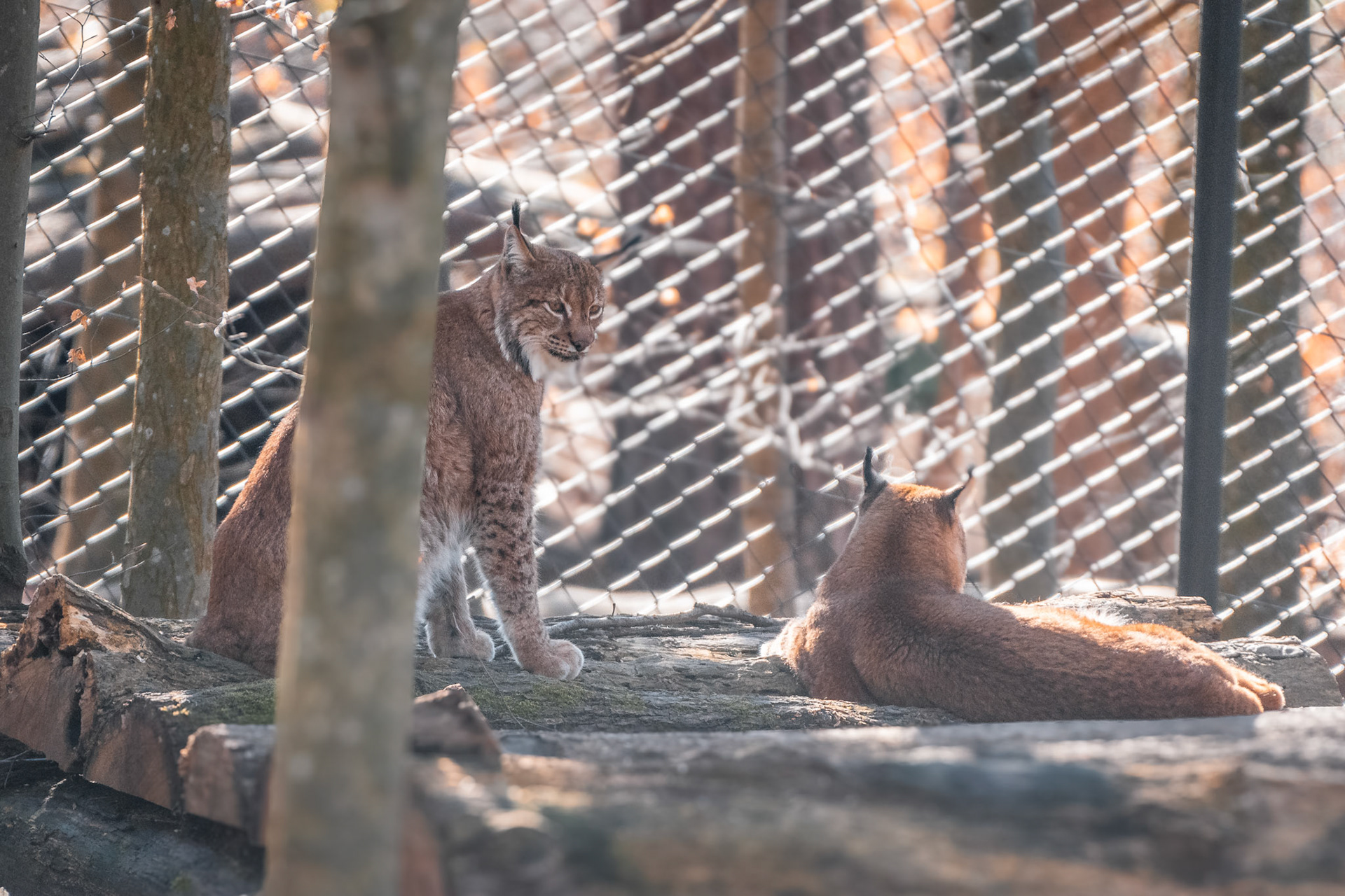Eurasischer Luchs (lat. Lynx lynx)