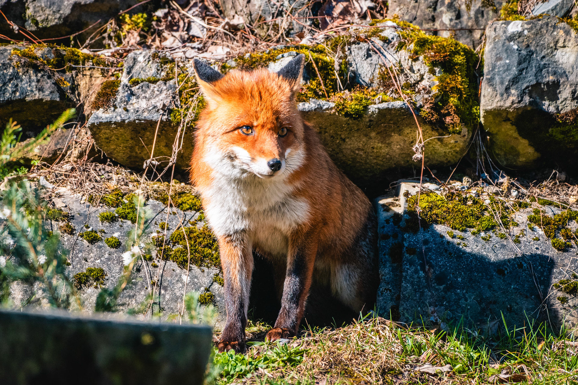 Rotfuchs (lat. Vulpes vulpes)