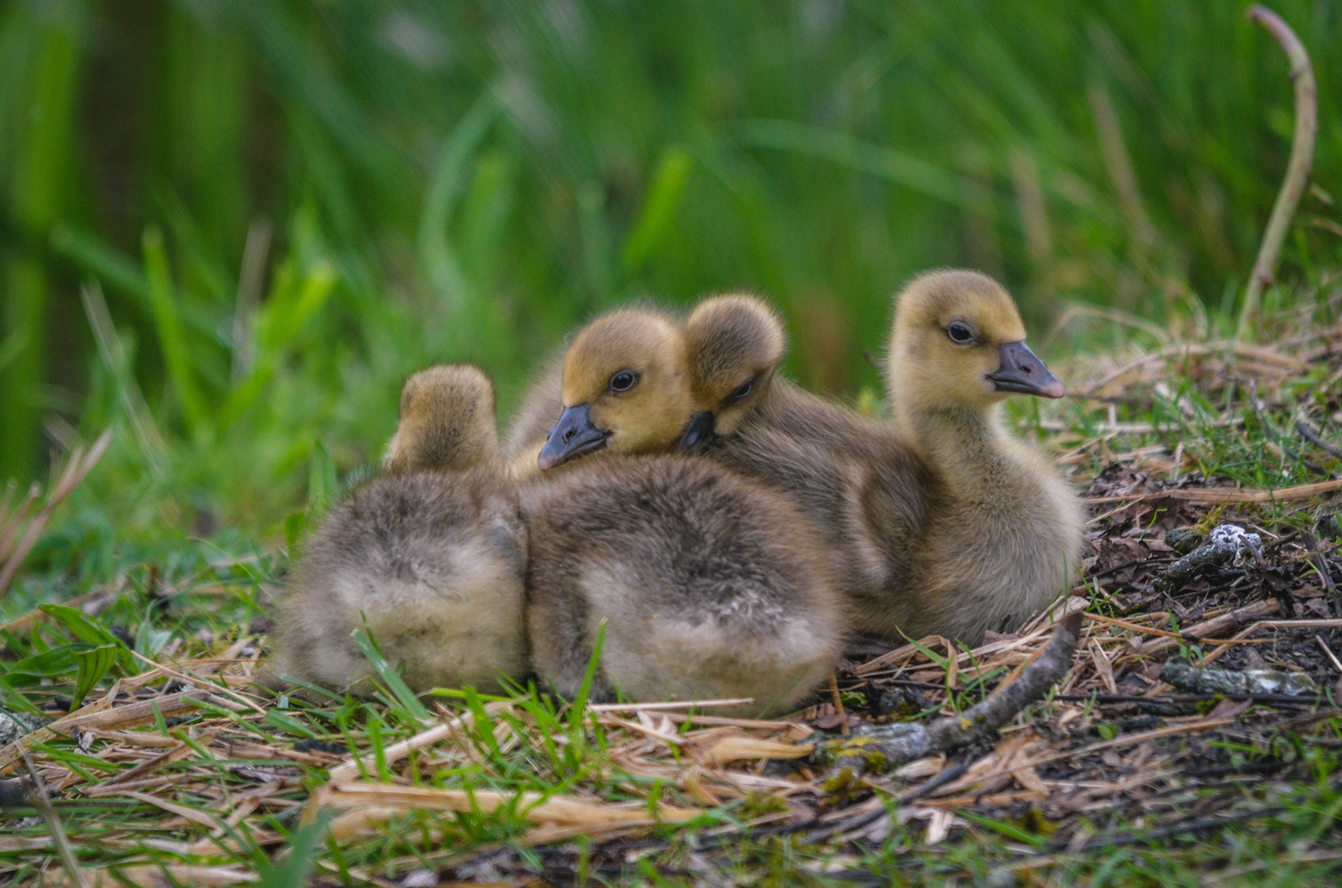 Graugans (lat. Anser anser)