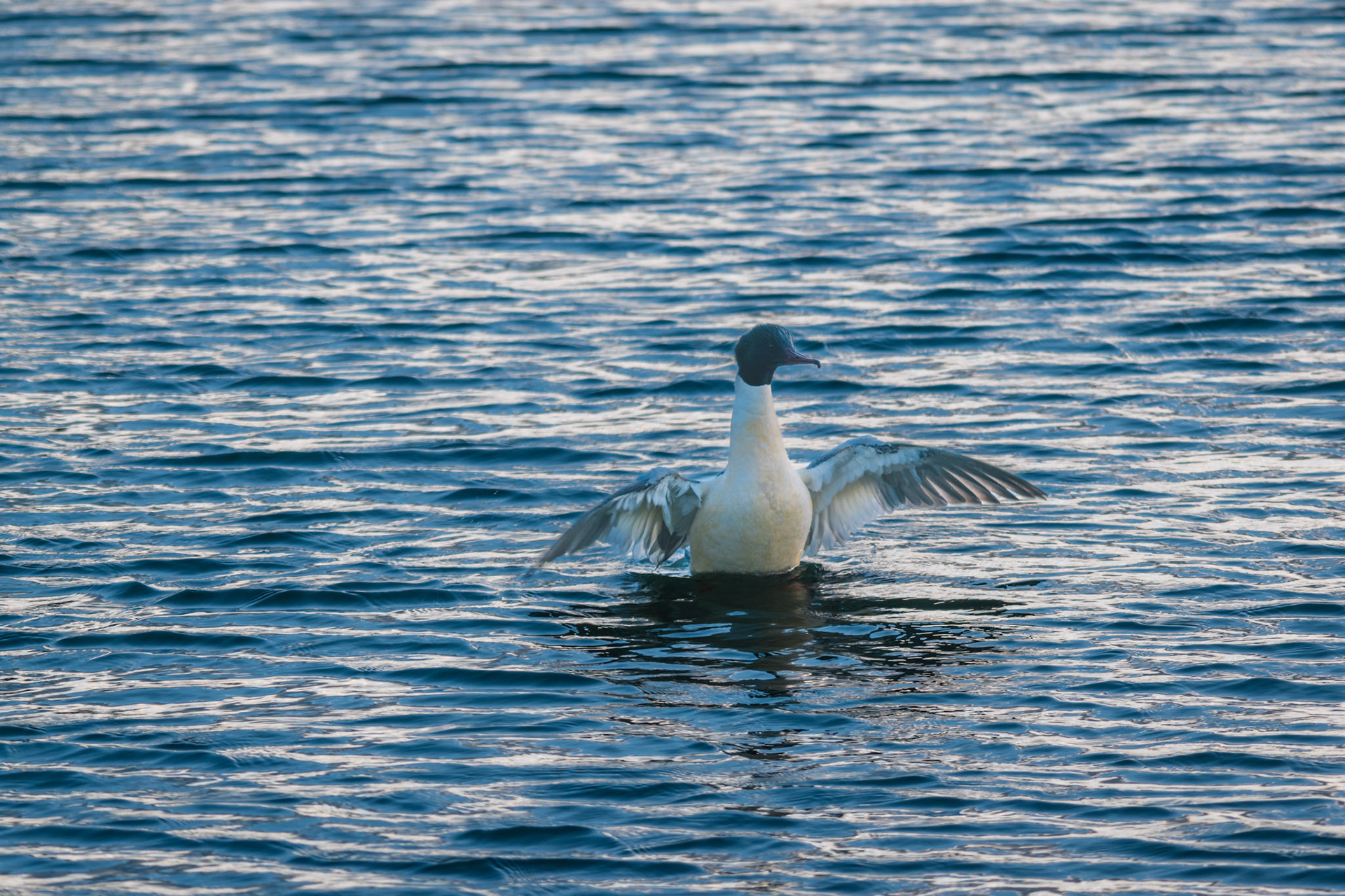 Gänsesäger (lat. Mergus merganser)