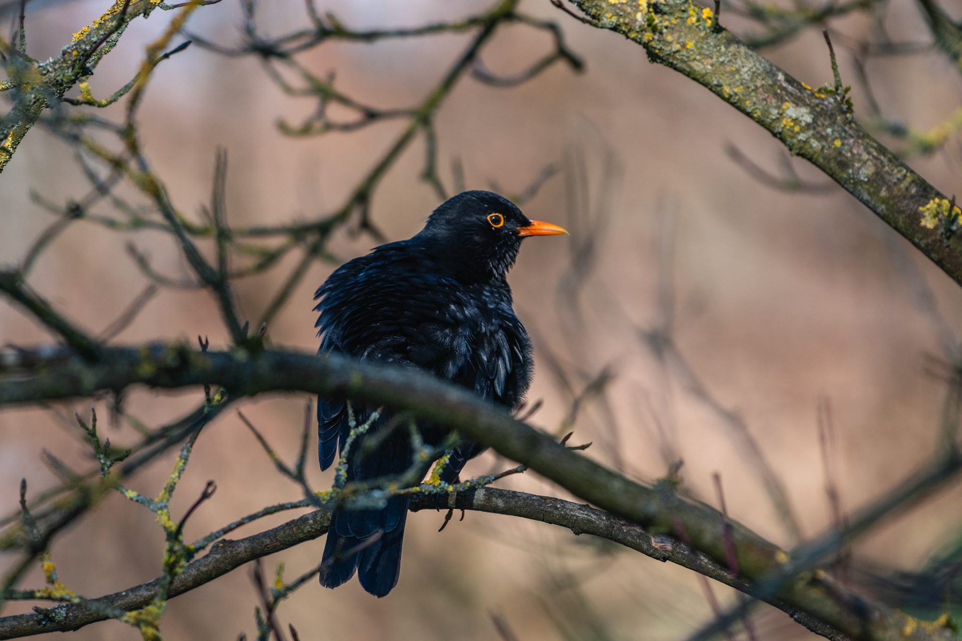 Amsel (lat. Turdus merula)