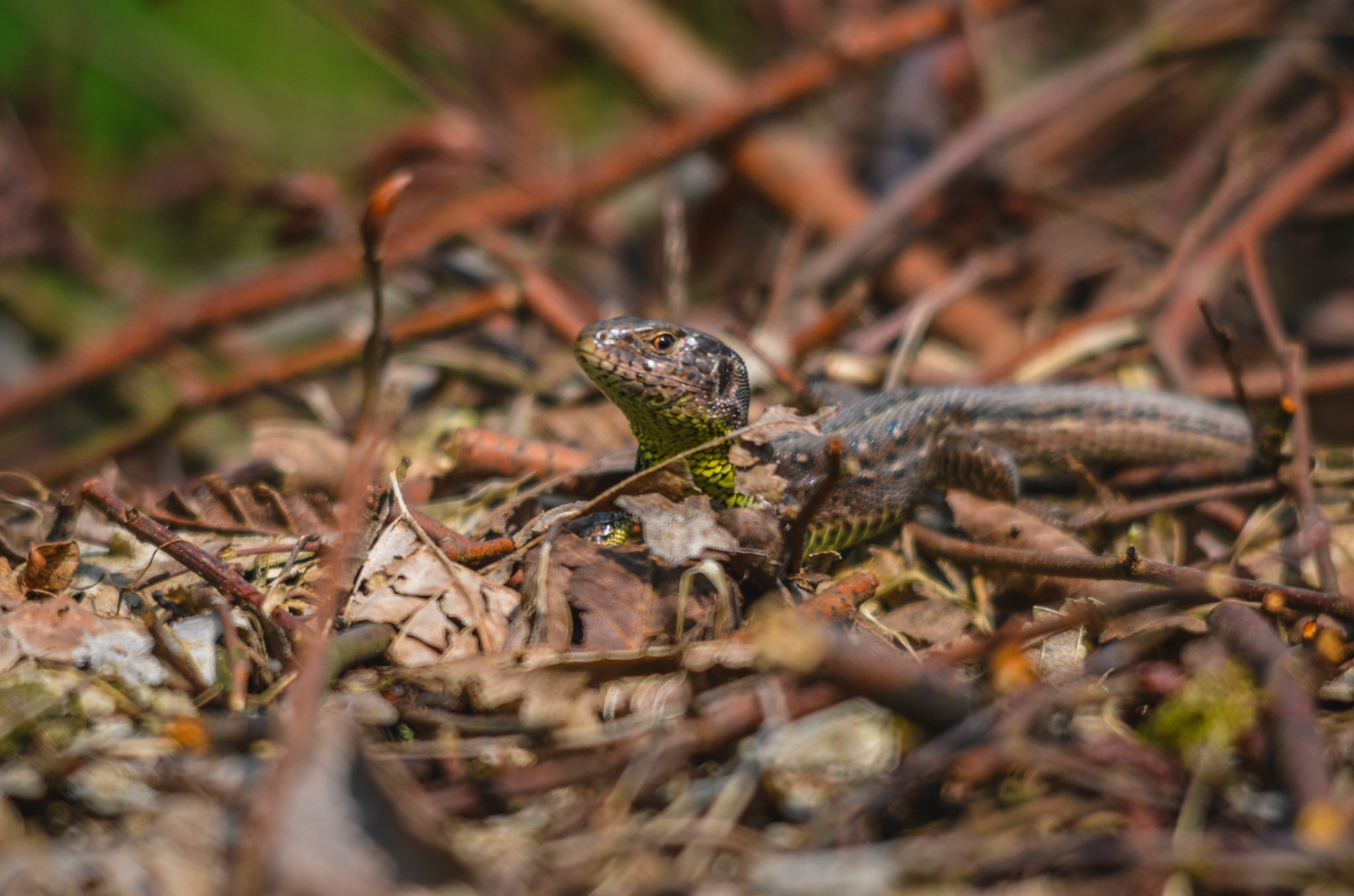 Zauneidechse (lat. Lacerta agilis)