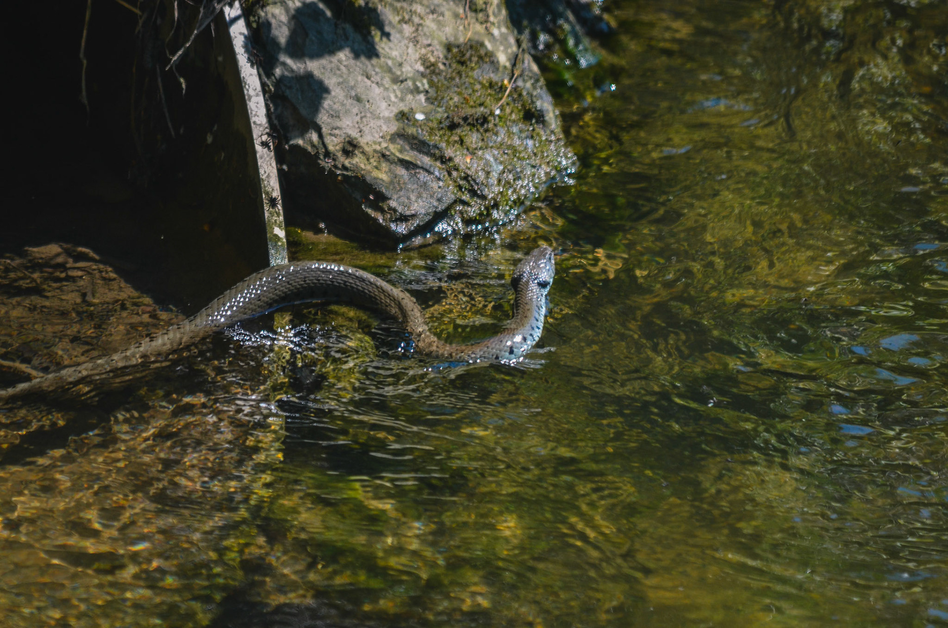 Würfelnatter (lat. Natrix tessellata)