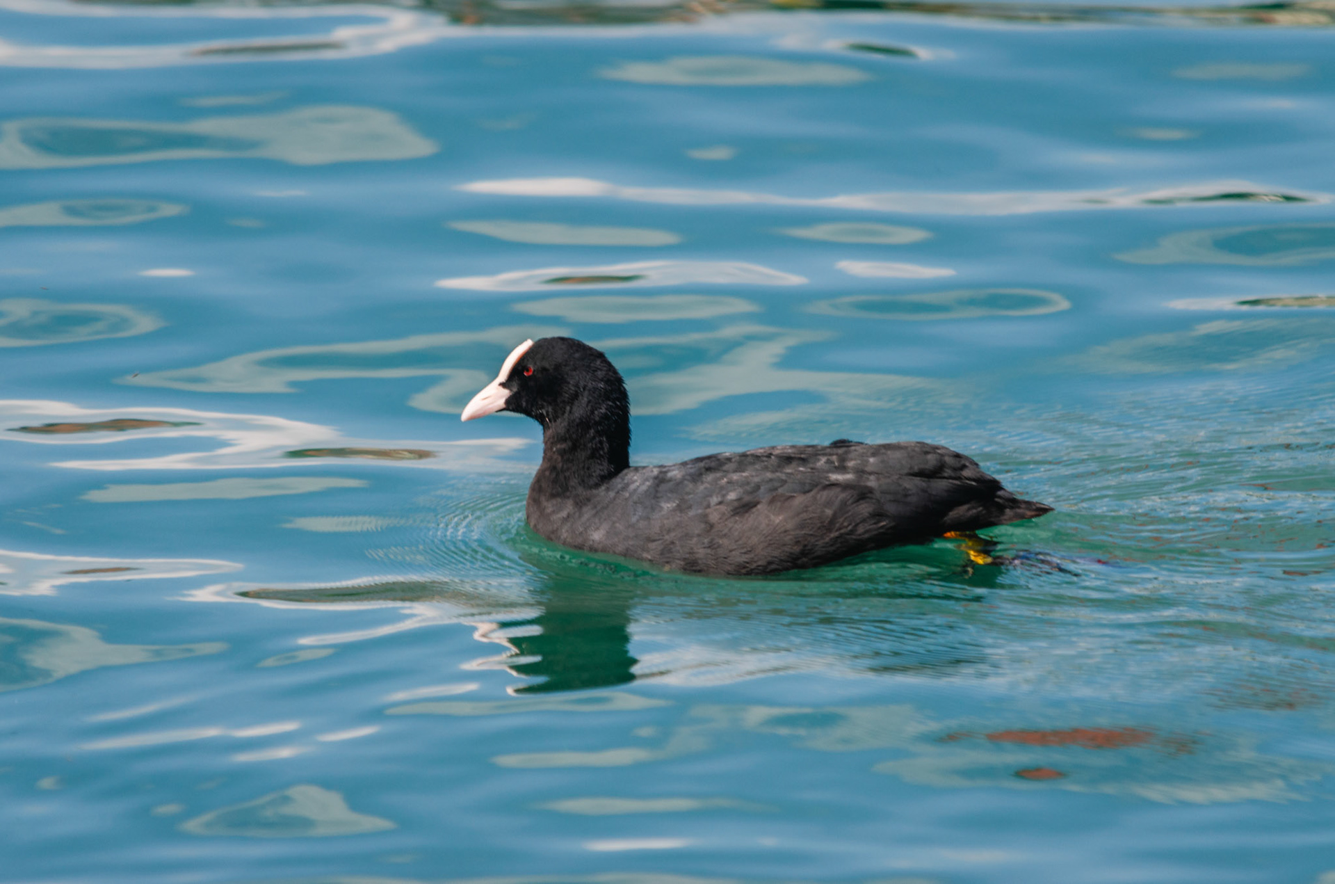 Blässhuhn (lat. Fulica atra)